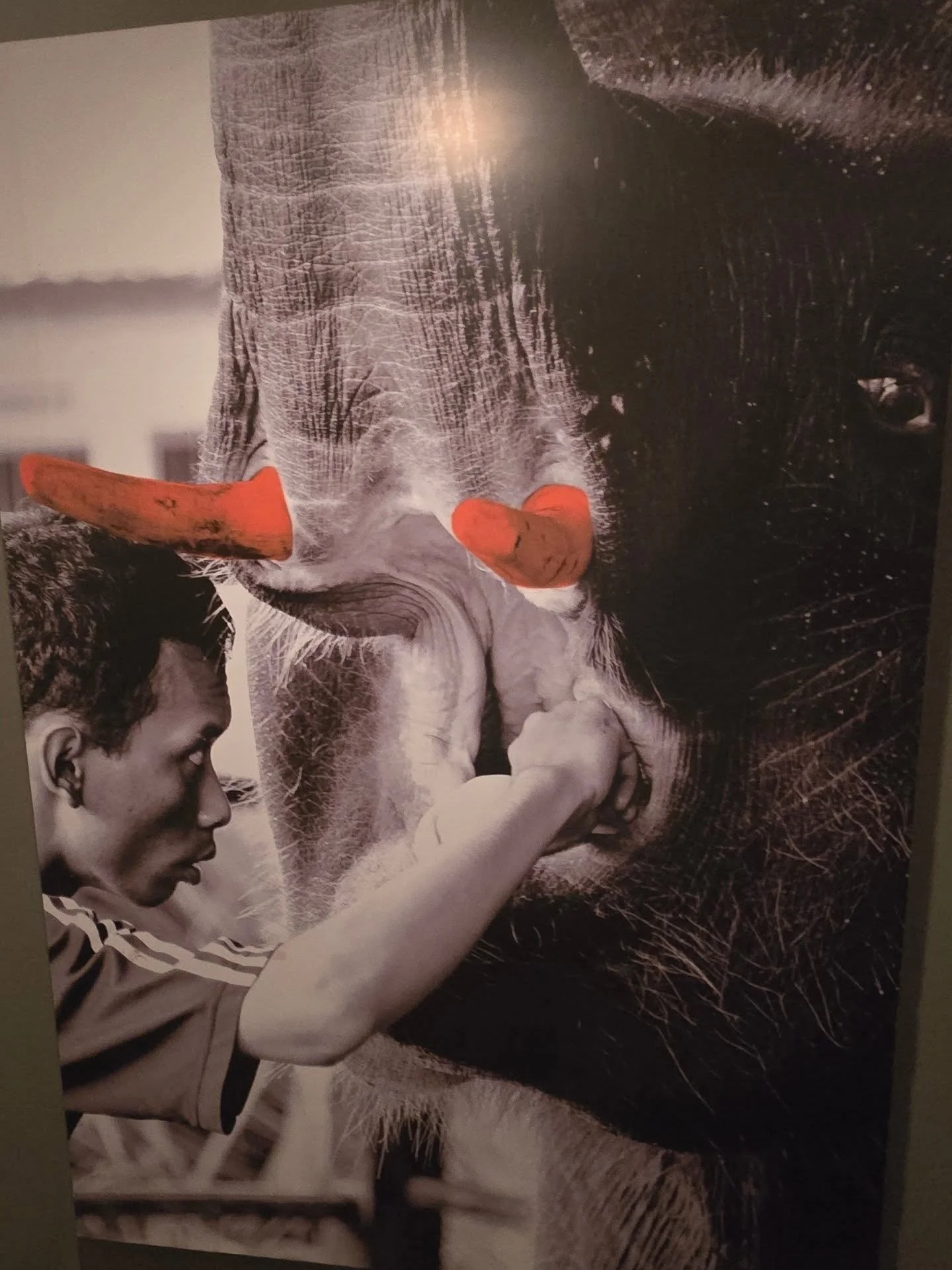 Here's a picture in my hotel hallway.  Always seeing elephants and I'm always reminded why I'm doing this. Stay tuned....

#elephant #elephants #charity #nonprofit #targettraining #positivereinforcement 
#footcare #whateverittakes #donate #India
#Nep