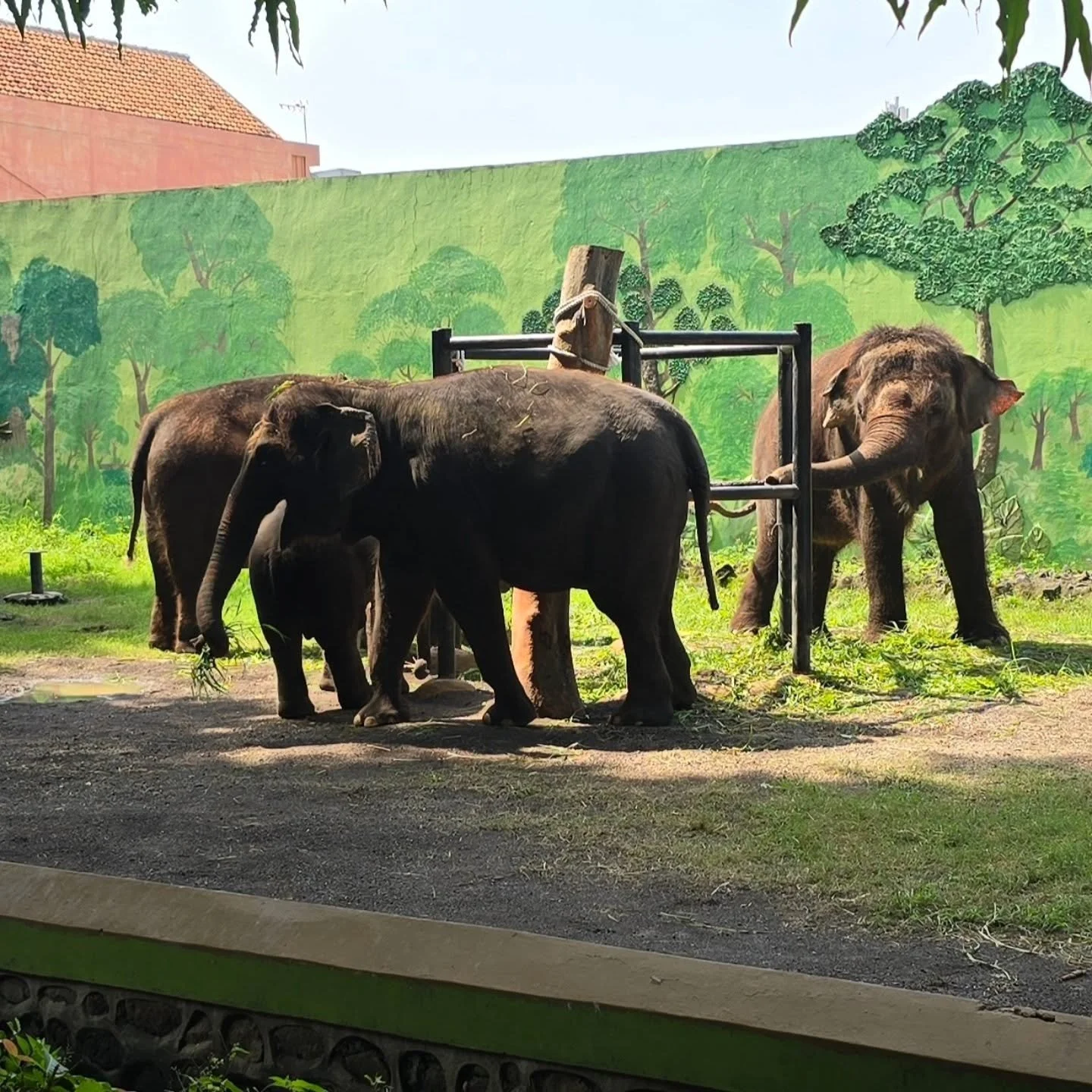 Nice to see some improvements @surabayazoo from our previous visits. Very happy to see elephant lives improving one step at time. 

#elephant #elephants #charity #nonprofit #targettraining #positivereinforcement 
#footcare #whateverittakes #donate #I