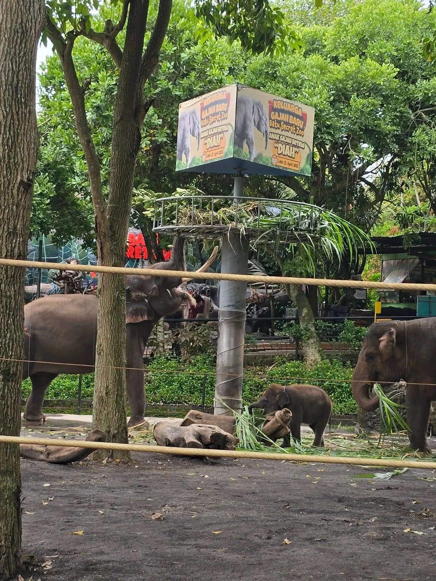 Its always nice to visit a place where you're not really needed. Here @batusecretzoo.official the team is doing an amazing job maximize the space and working hard for the elephants. Lots of enrichment,  protected contact training wall, and sand insid