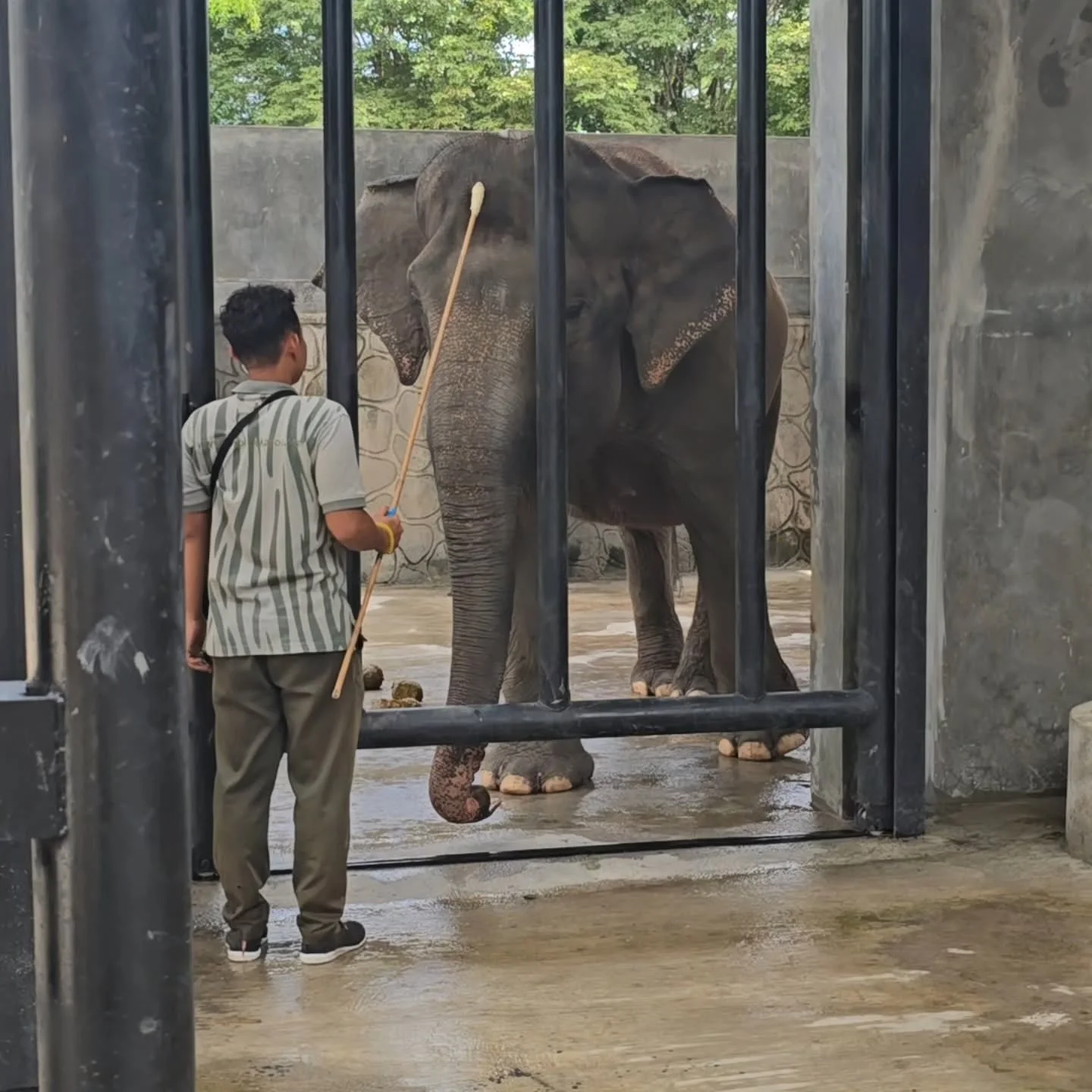 Its great to see another privately owned zoo @glzoojogja working hard for the elephants here in indonesia. Target training,  enrichment and expanding facilities.  Lots of elephants and lots to do. Happy to spend a day sharing some thoughts and ideas 