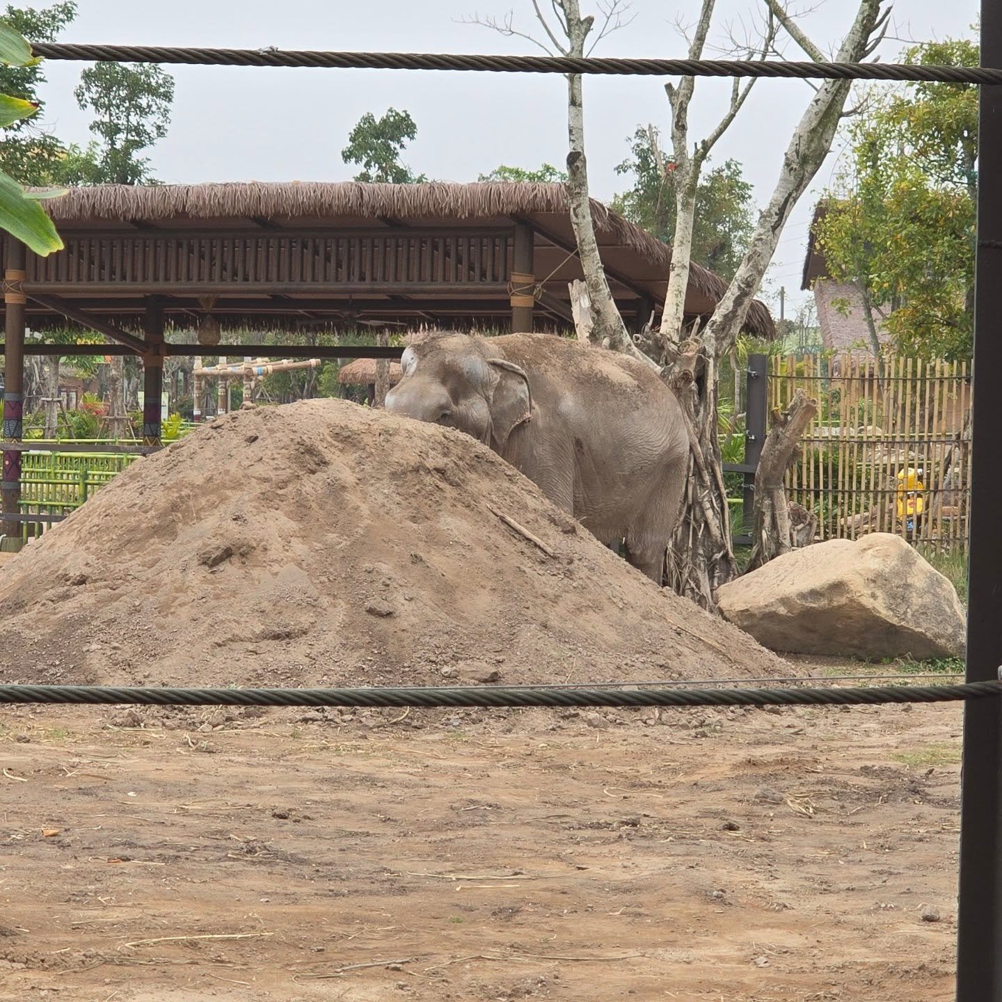 Spent an amazing few days at @vinwonders.official , helping Liu live her best life. Still lots of work ahead but the team is fantastic and passionate about improving elephant welfare. Next stop: Yok Don National Park to catch up with friends @animals