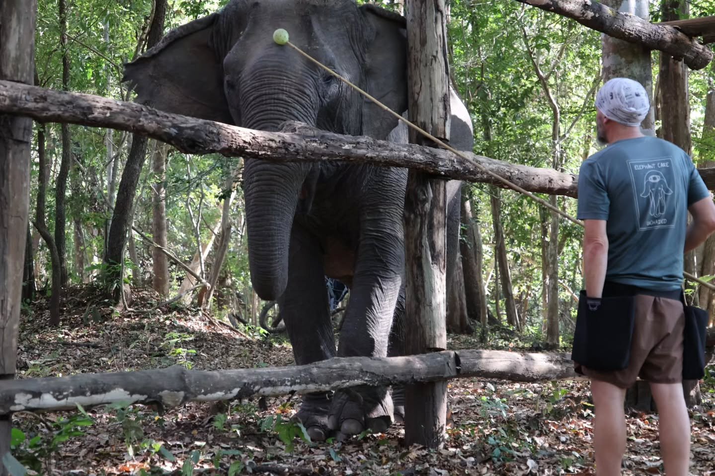 Doing a little bit of jungle training with Bun Kham. She's a little intense but fun to spend a little time with @yokdon.nationalpark.vietnam @animalsasia . Stay tuned...

#elephants #collaboration #Vietnam #wedothework #positivereinforcement