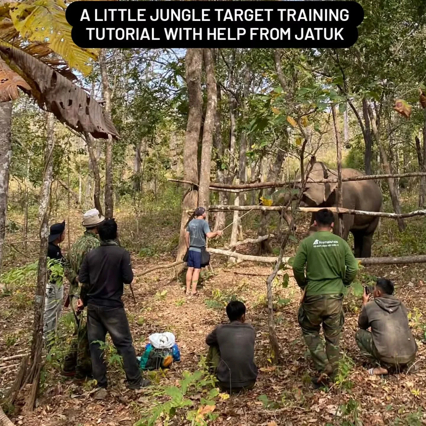 Spent the morning doing target training with Jatuk, a new elephant at elephant conservation center.  She's feisty and impatient, but starting to catch on. Having a translator helped me communicate effectively, demonstrating and explaining each step. 