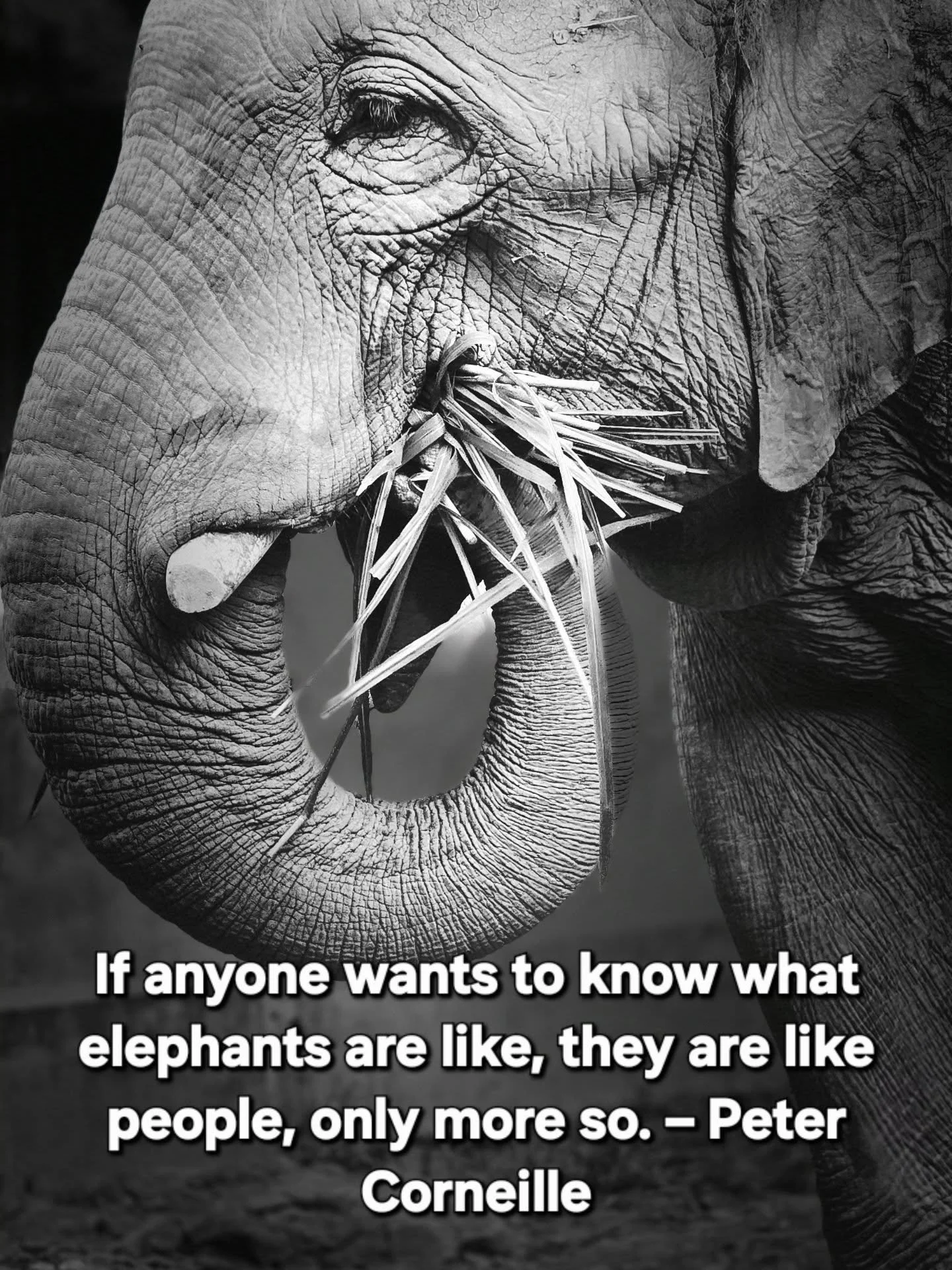 Elephants are truly amazing.  We'll continue to fight for them anywhere in the world.  Join the fight. Donate today. 

www.elephantcareunchained.com/donate 

#andyfrisella #wedothework #edmylett #whateverittakes #collaboration