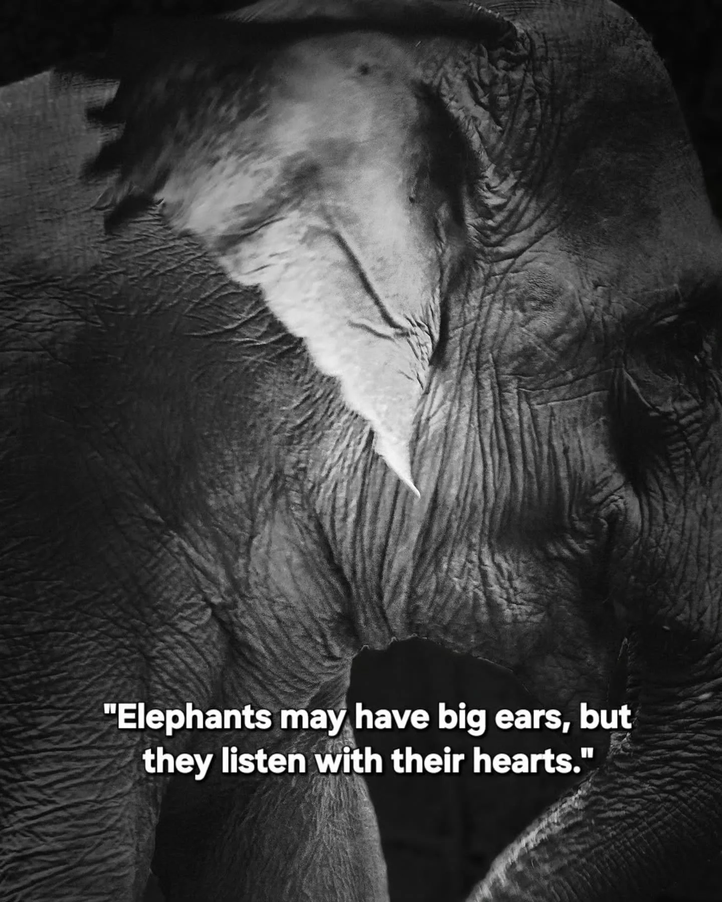 They are to forgiving for what has been done to them. 

Donate today. 
www.elephantcareunchained.com/donate
