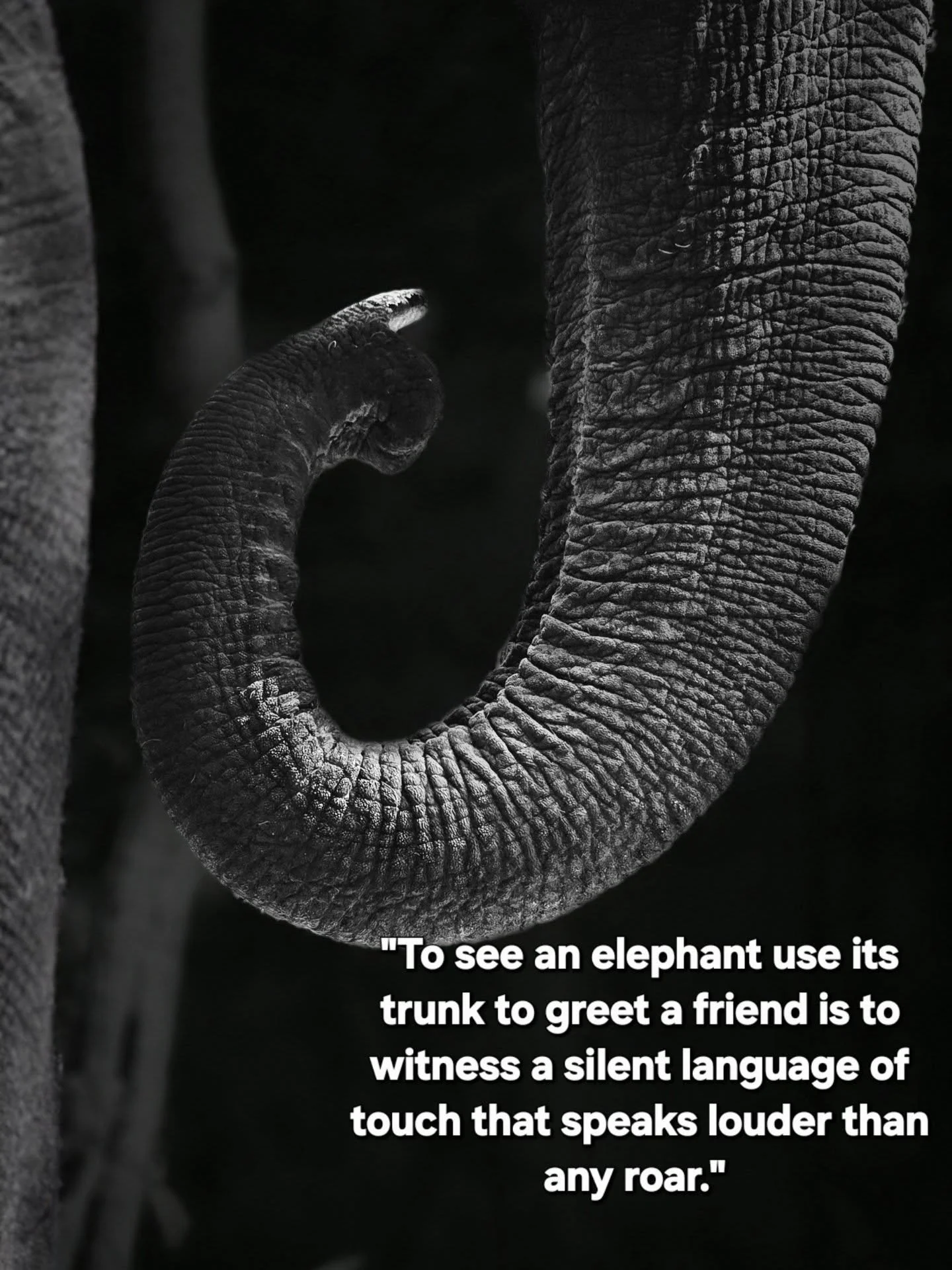 Elephants are truly amazing in so many ways. @elephantcareunchained is dedicated ro serving elephants anywhere in the world.  No matter where they are. Thank you for your support .