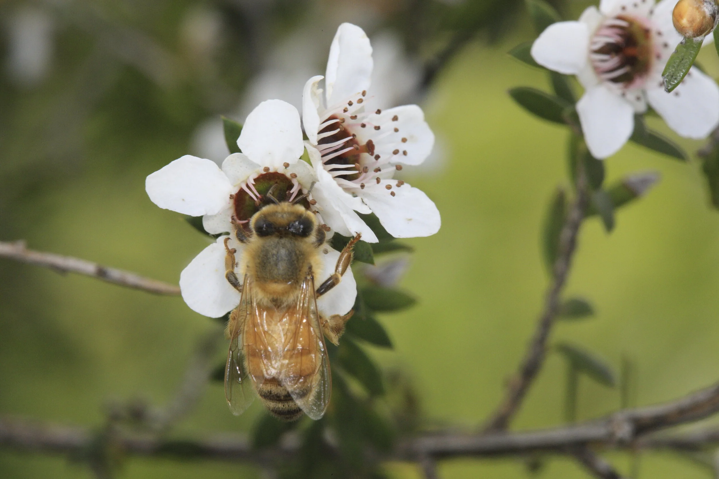 Manuka flower0048.JPG