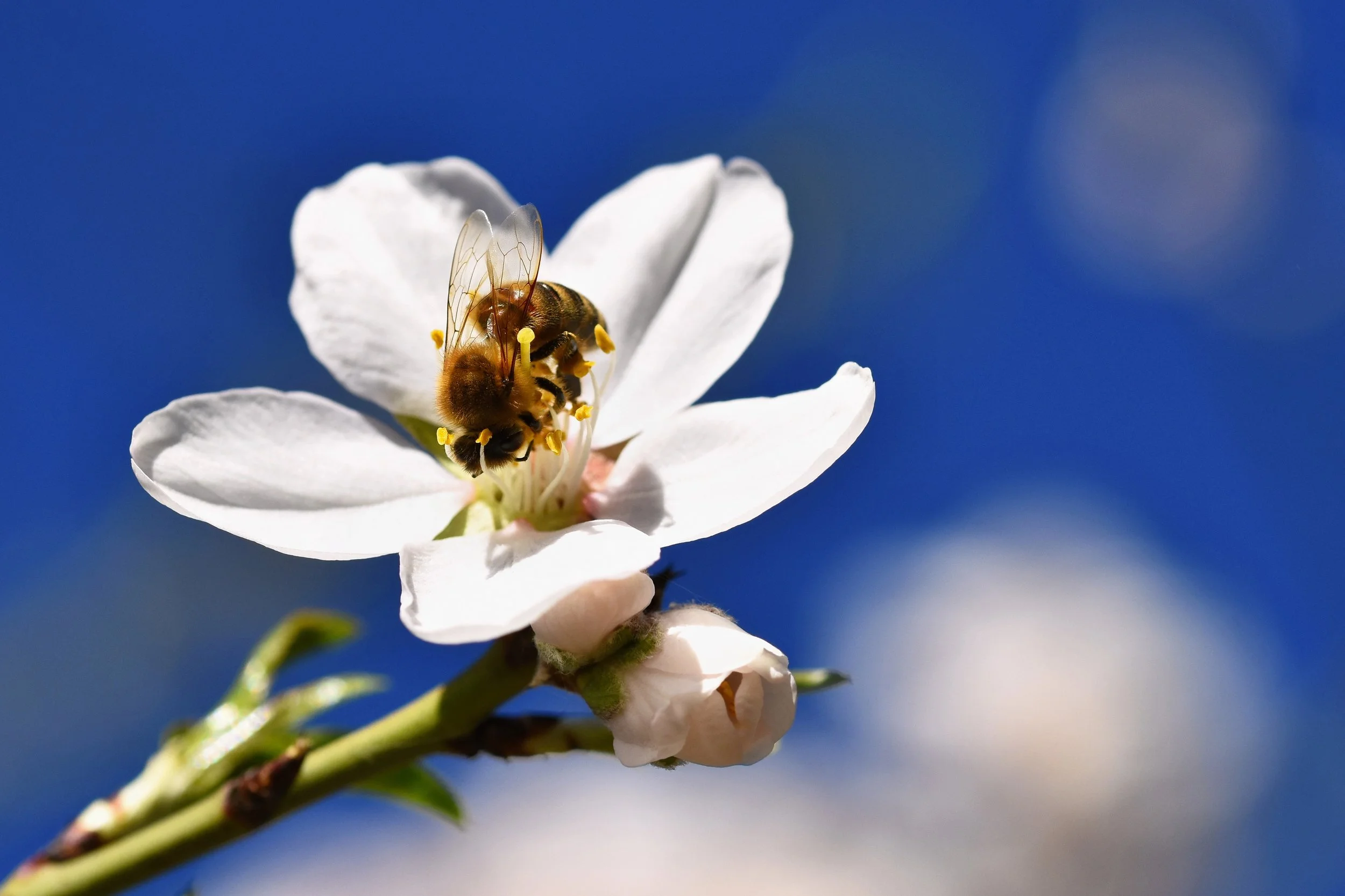 Advanced Guide: Manuka Honey – Not All High MGO Honeys Heal the Same