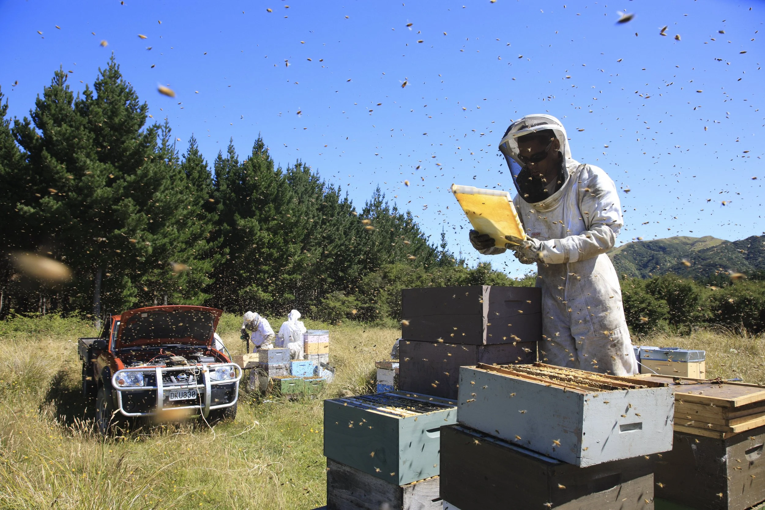 Beekeeping0012.JPG