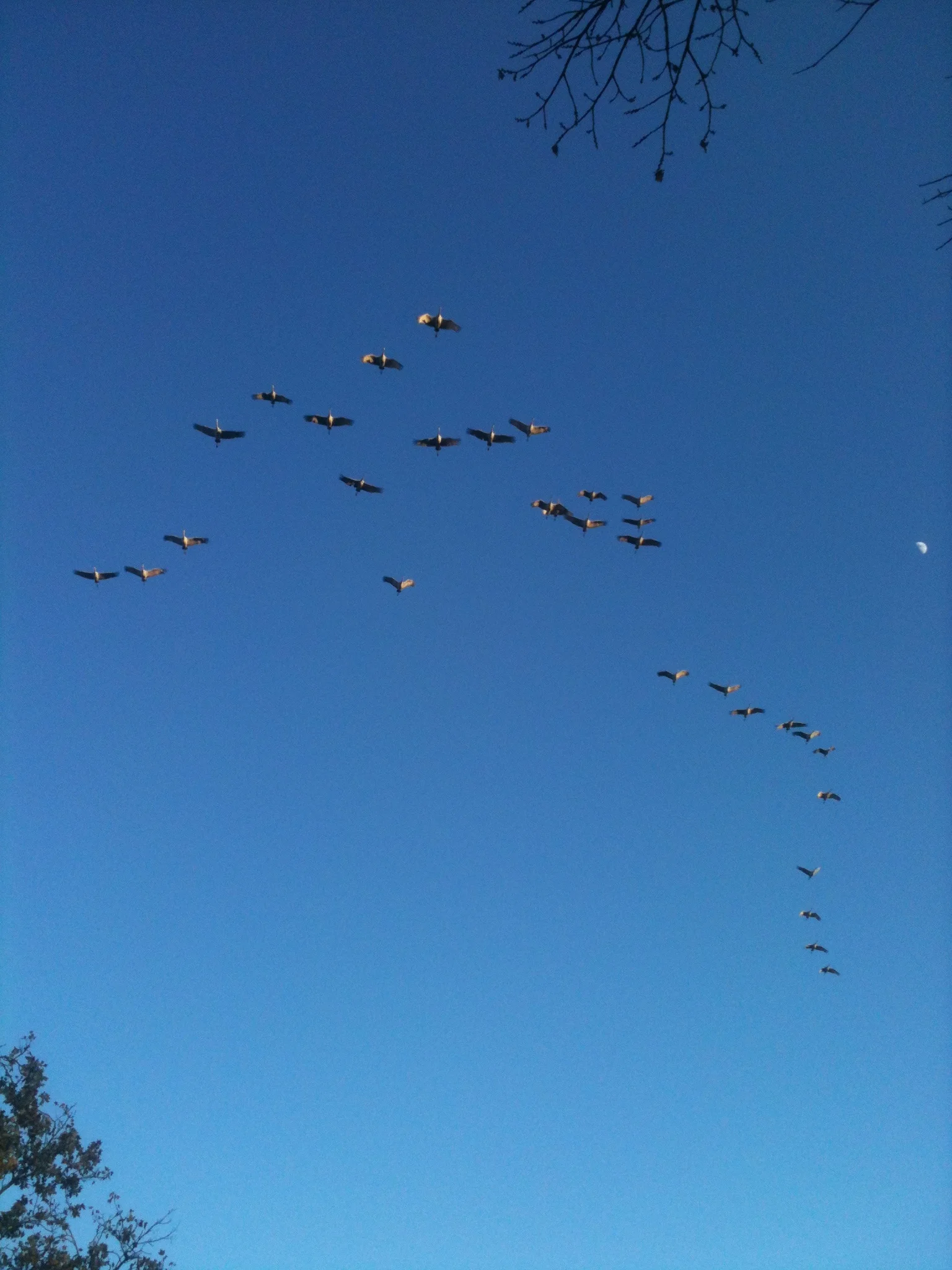 Family Salad Servers