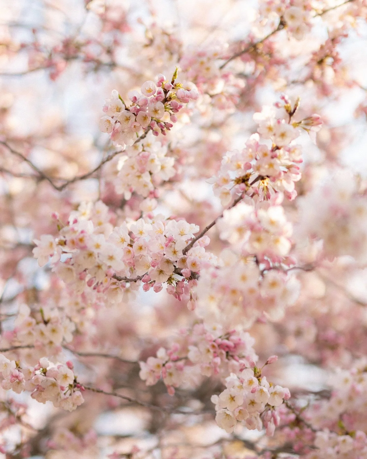 Early morning at High Park surrounded by cherry blossoms with Majura and Gokulan during their engagement session
&bull;
Makeup: @blissbeautymuah