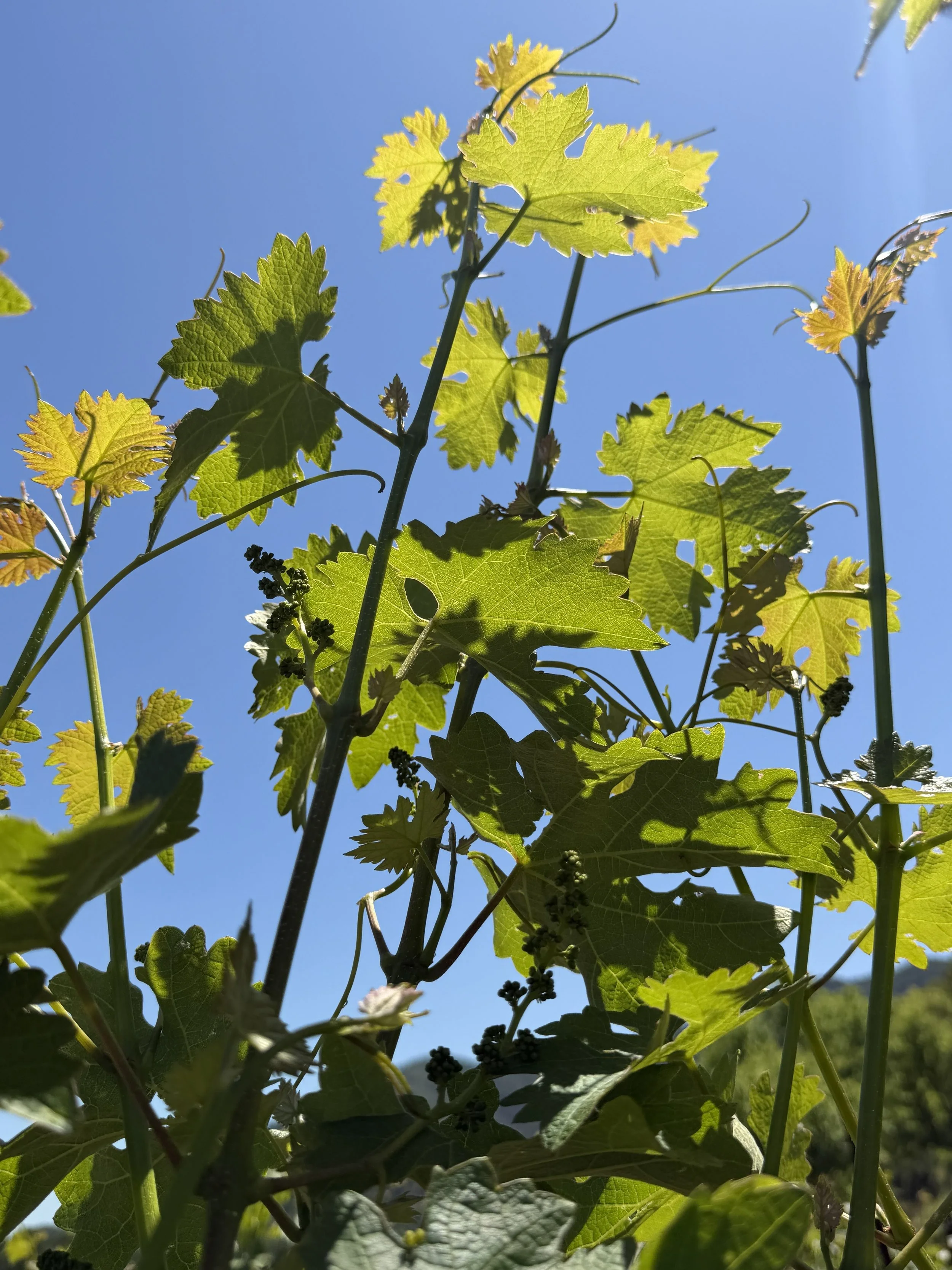 Vines 1.jpg