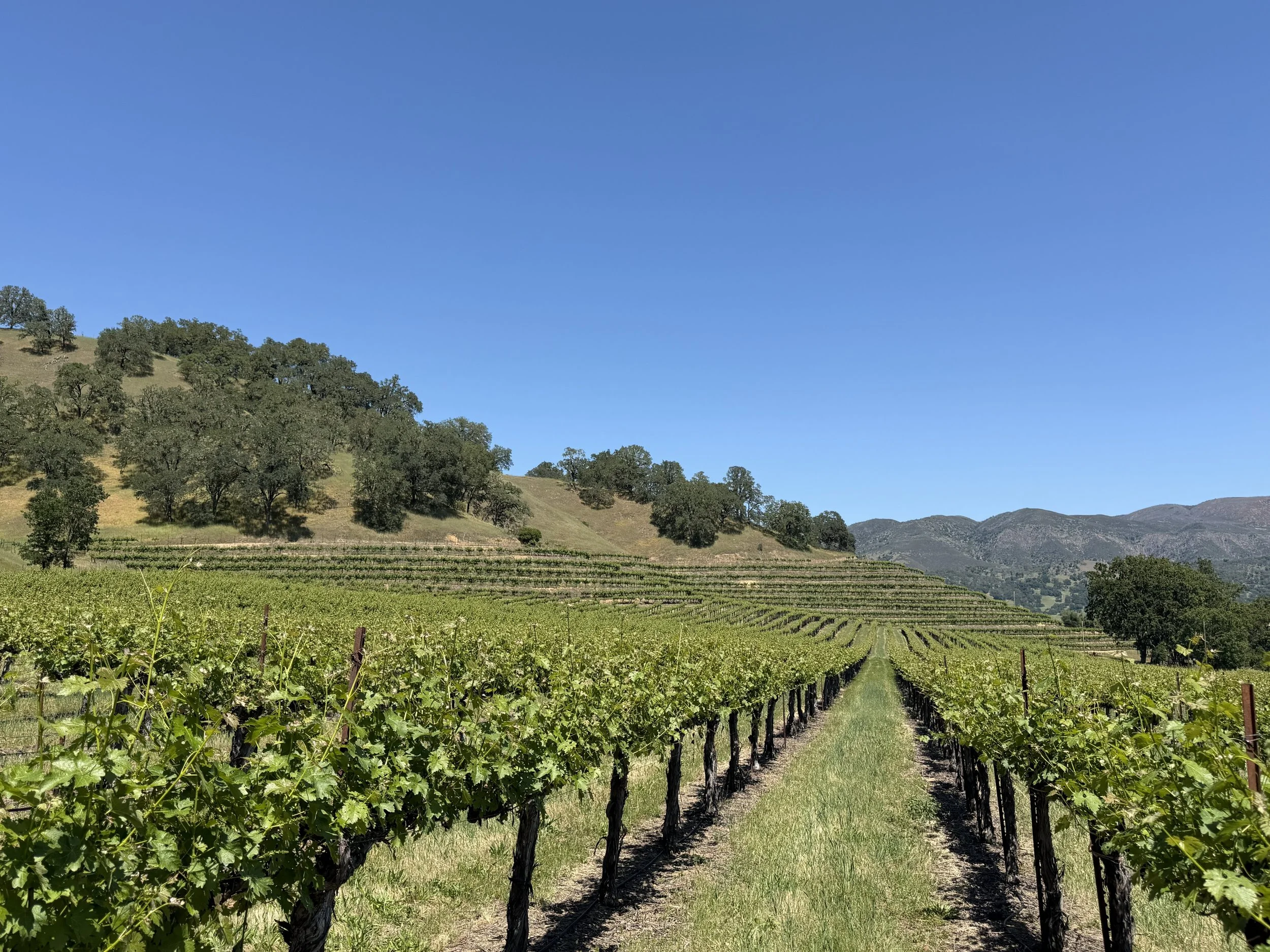 Rows & hillside.jpg