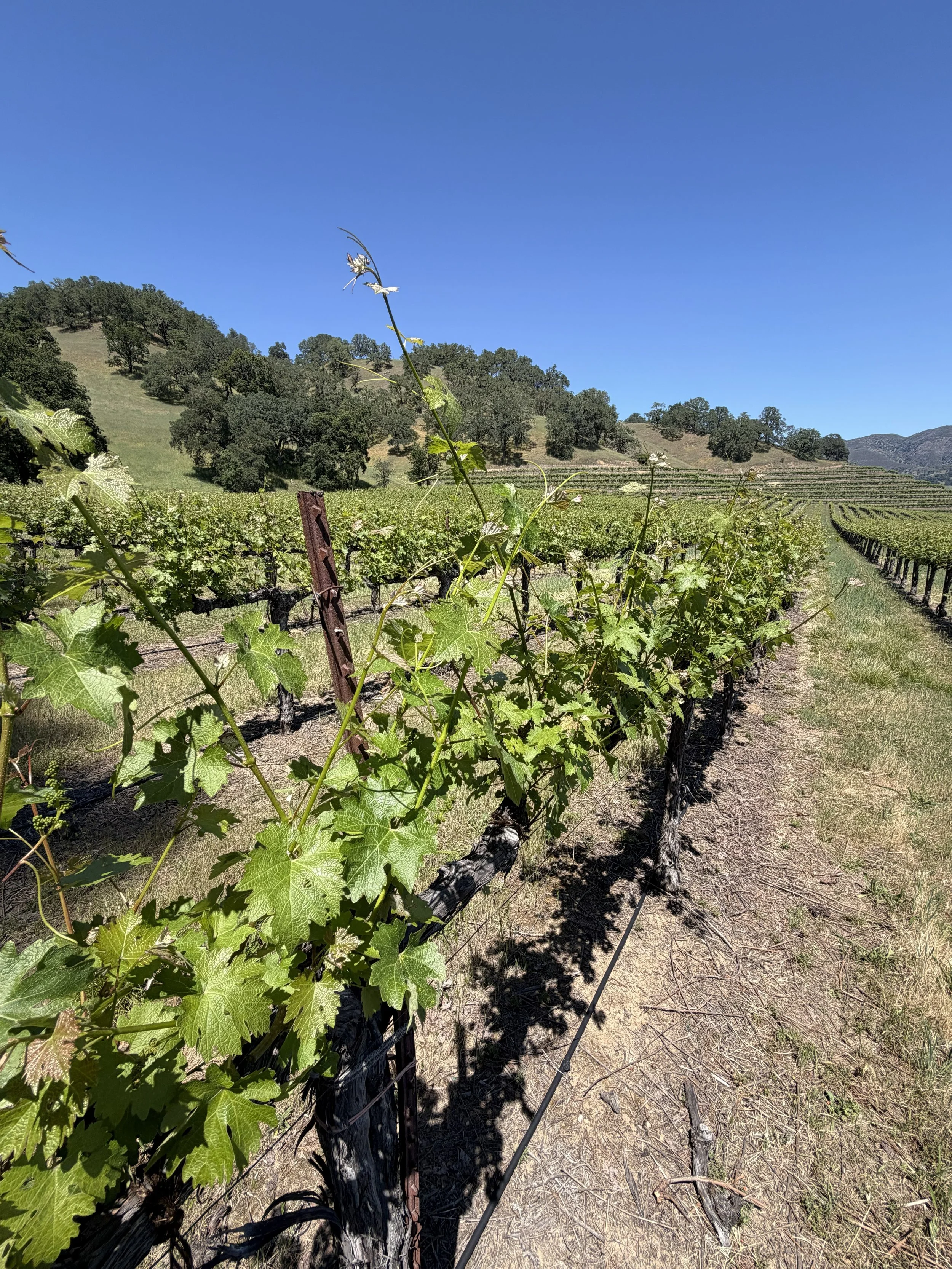 Rows & hillside(1).jpg