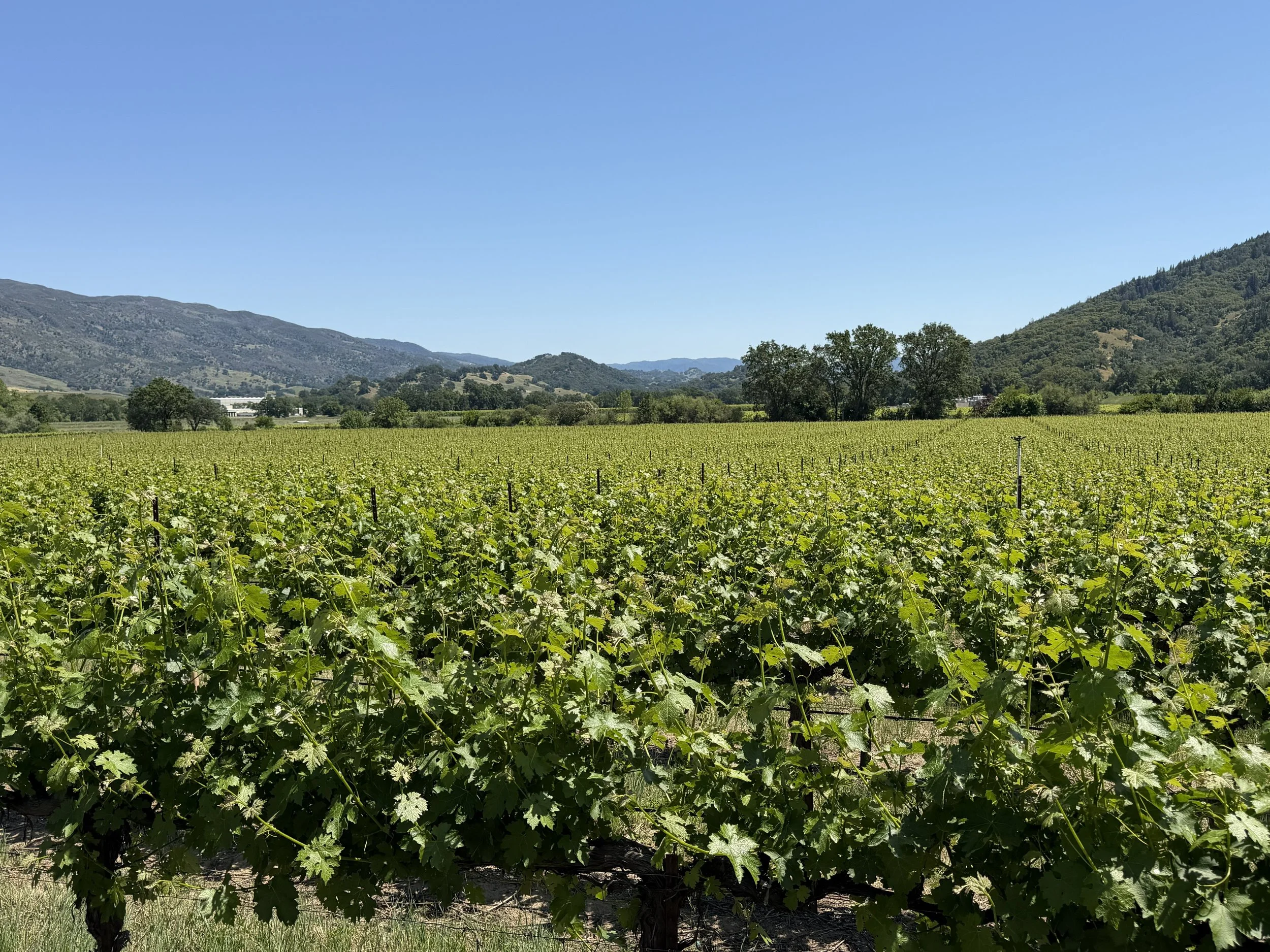 Field of grapes.jpg