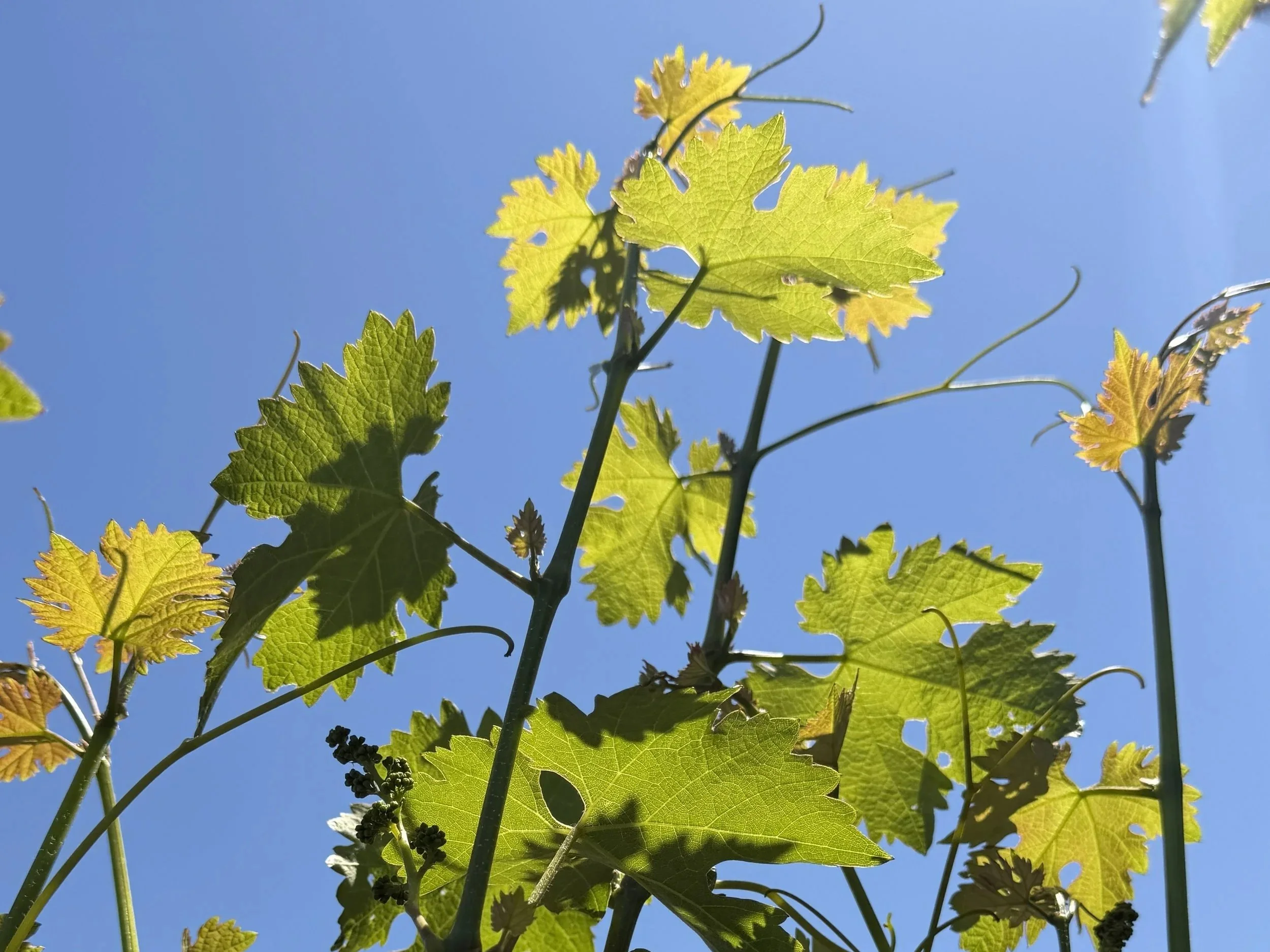 Vines+1.jpg