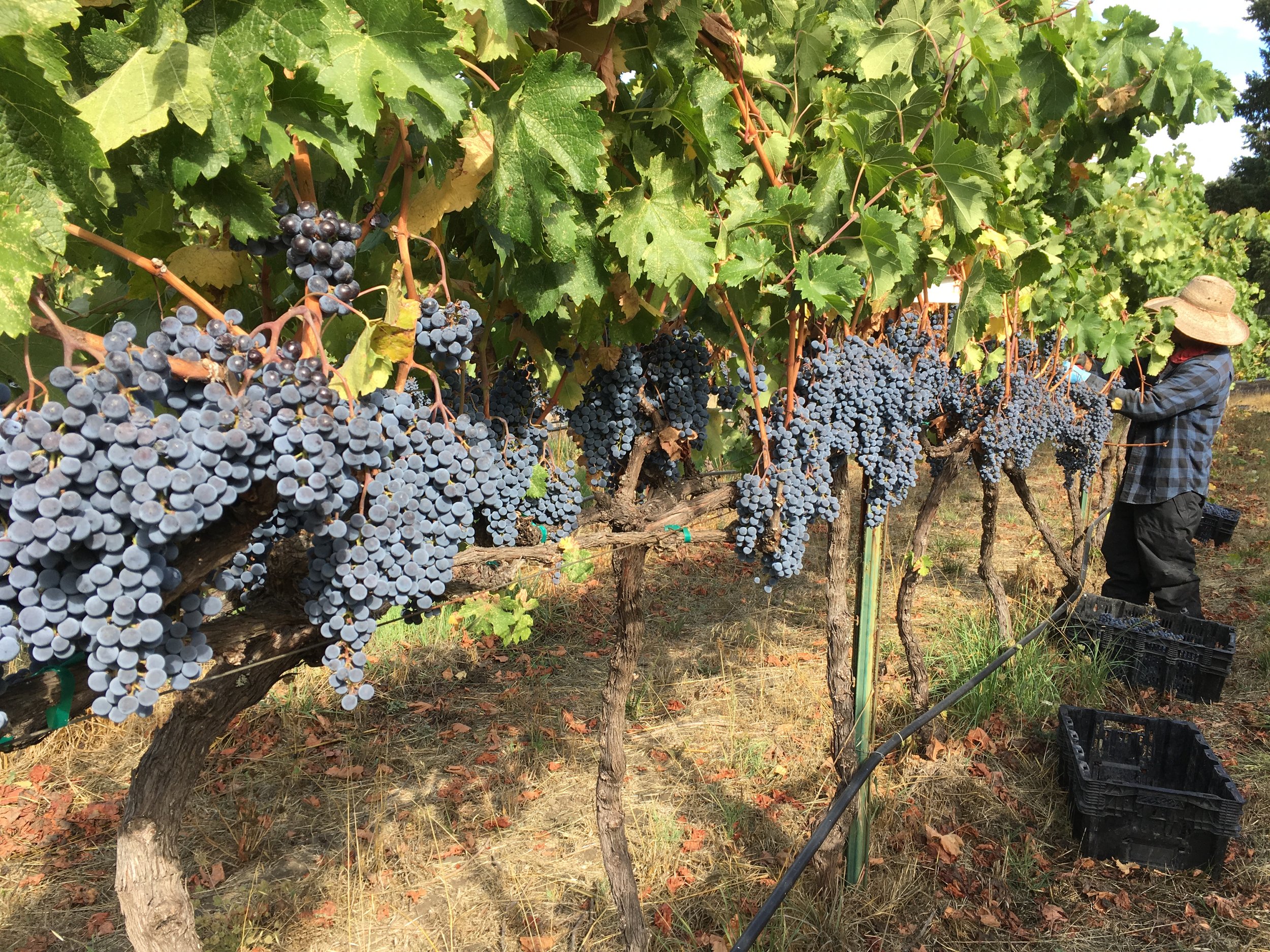 trinity-river-vineyards-grapes.JPG
