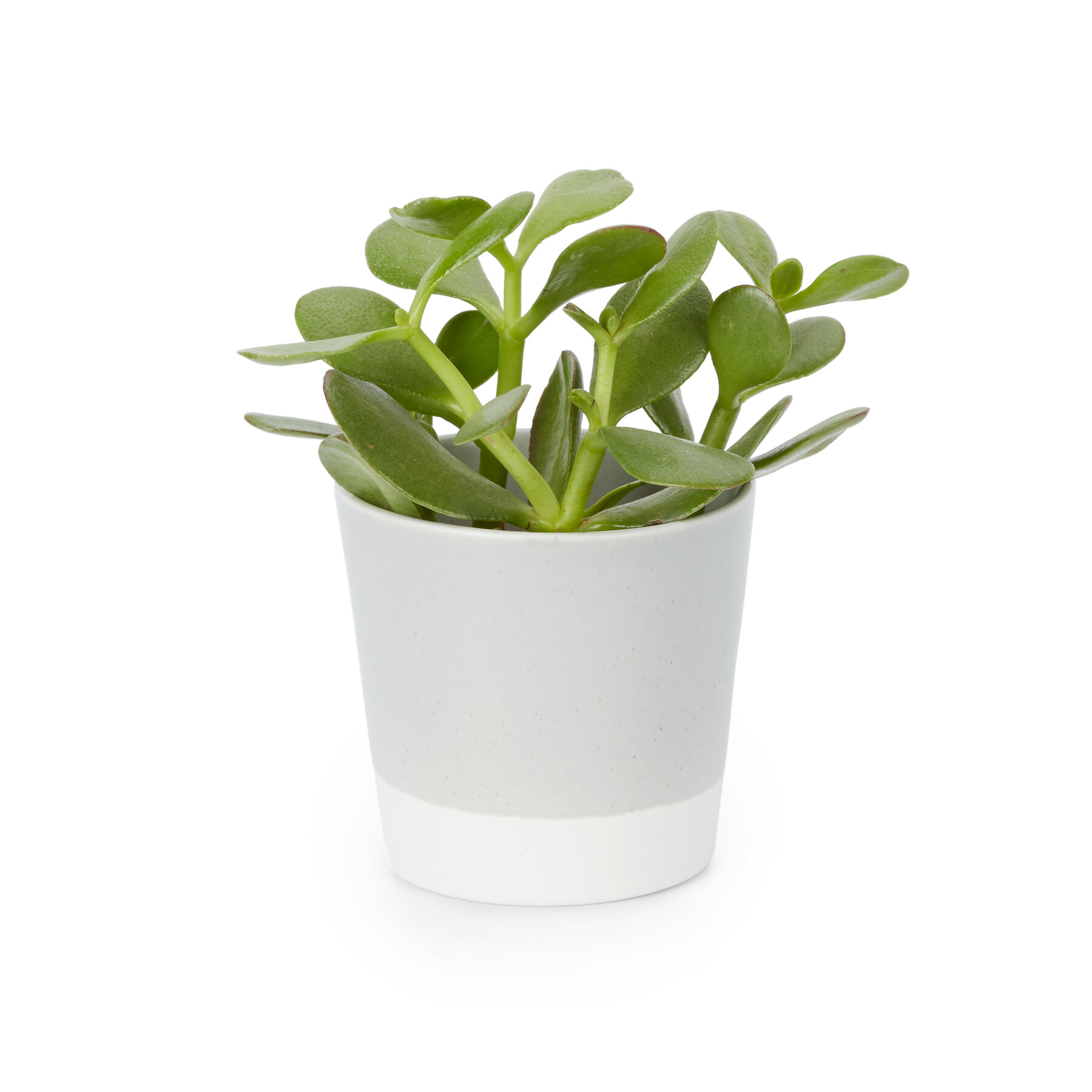 on-white-ceramic-planter-photo-example