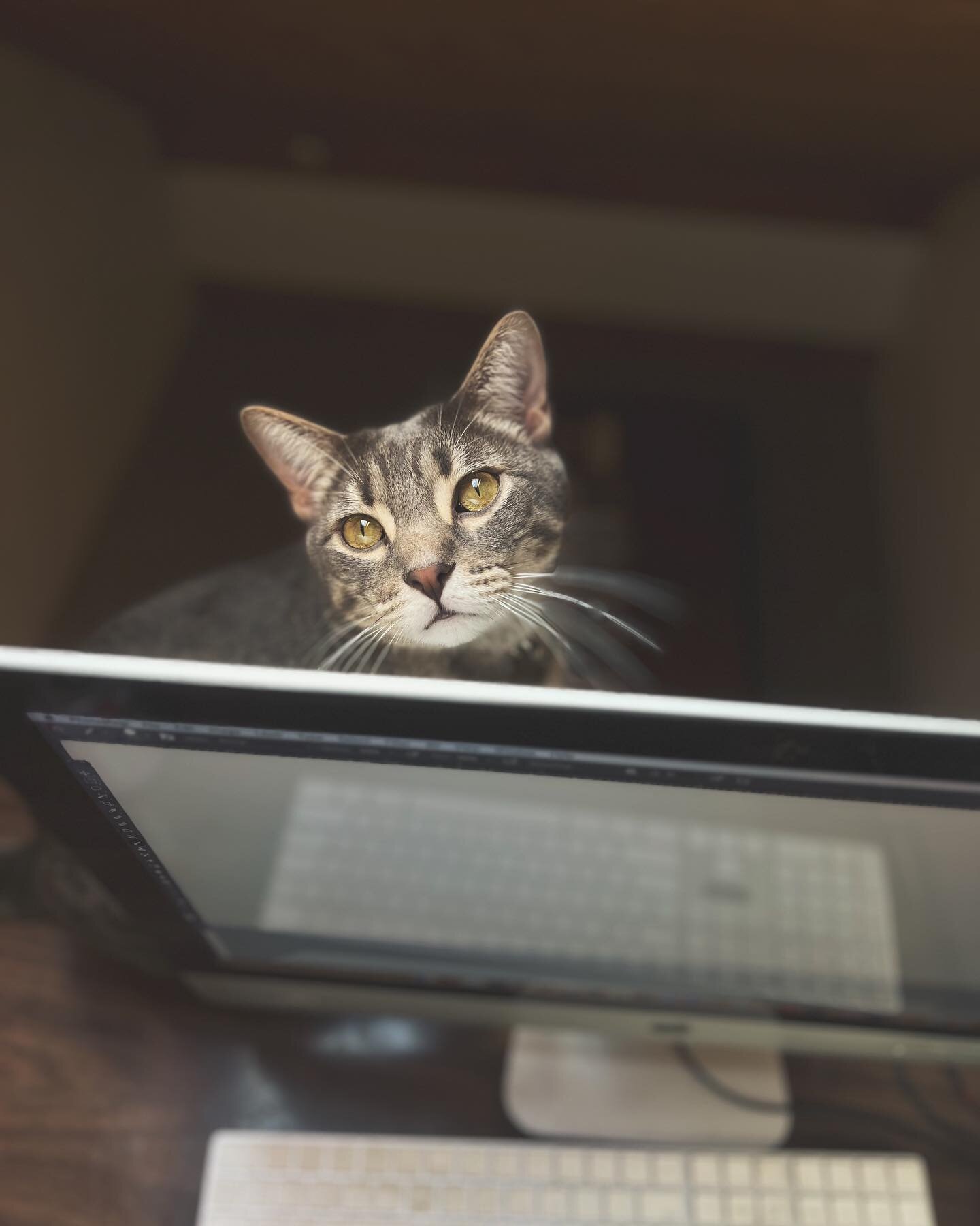When I work from home, it&rsquo;s not without help. This is Iggy, aka &ldquo;Cutie Boy&rdquo; (a nickname bestowed by Peri).