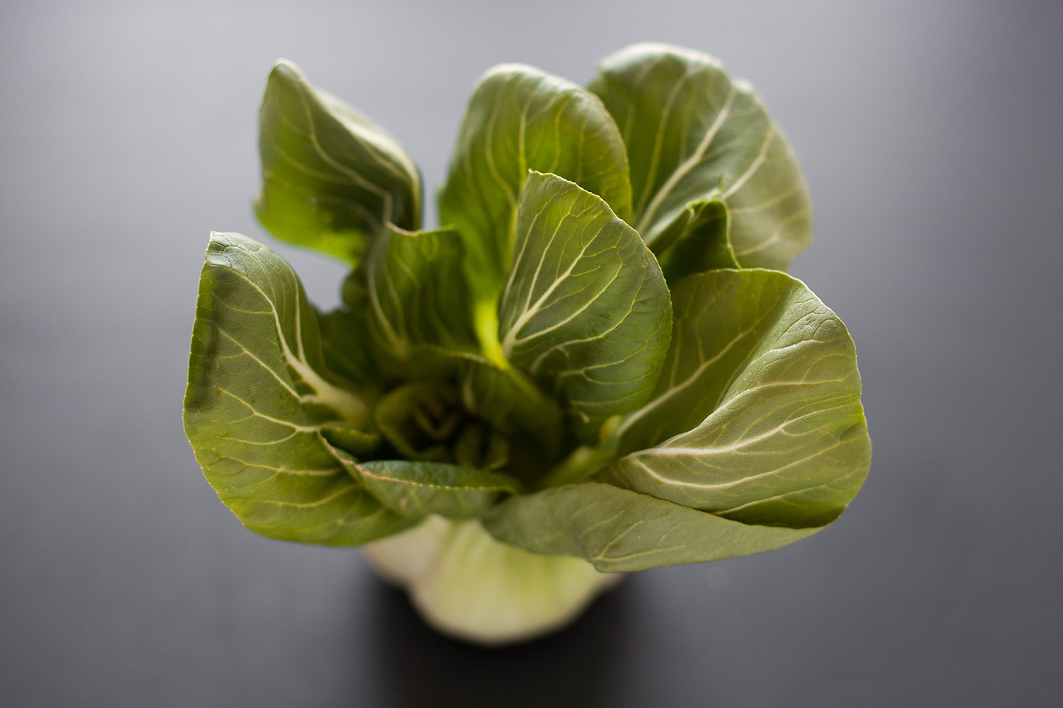 BokChoiWEB.jpg