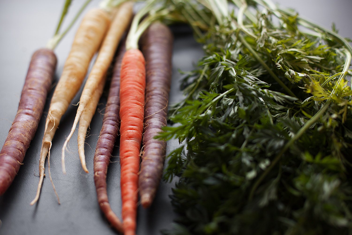 Carrot2WEB.jpg