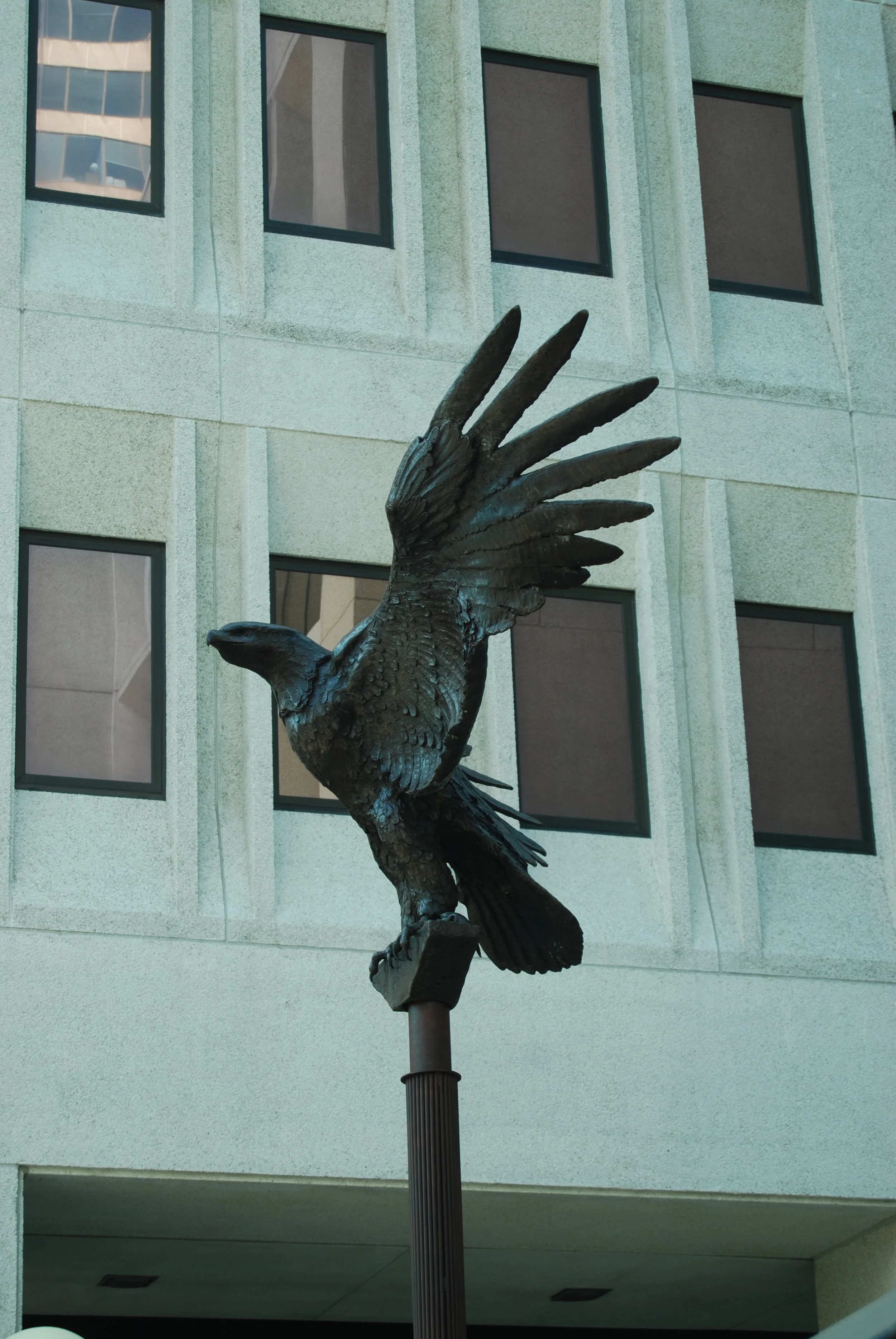 eagle at hale boggs 019.JPG