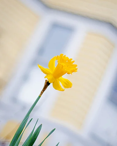 justdaffy8x10.jpg
