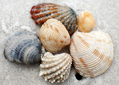 shells5x7.jpg