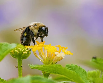 bumblebee8x10.jpg
