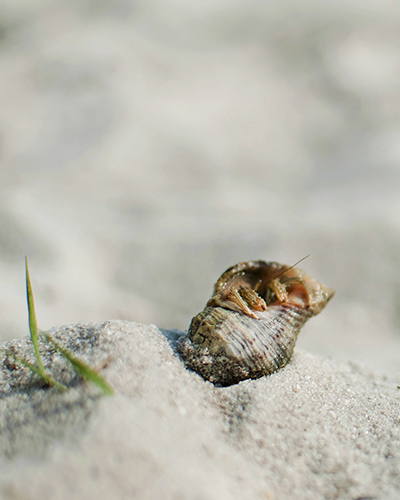 hermit crab8x10.jpg