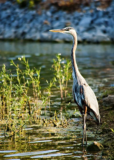 crane staring5x7.jpg