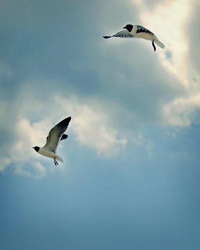 seagulls8x10.jpg