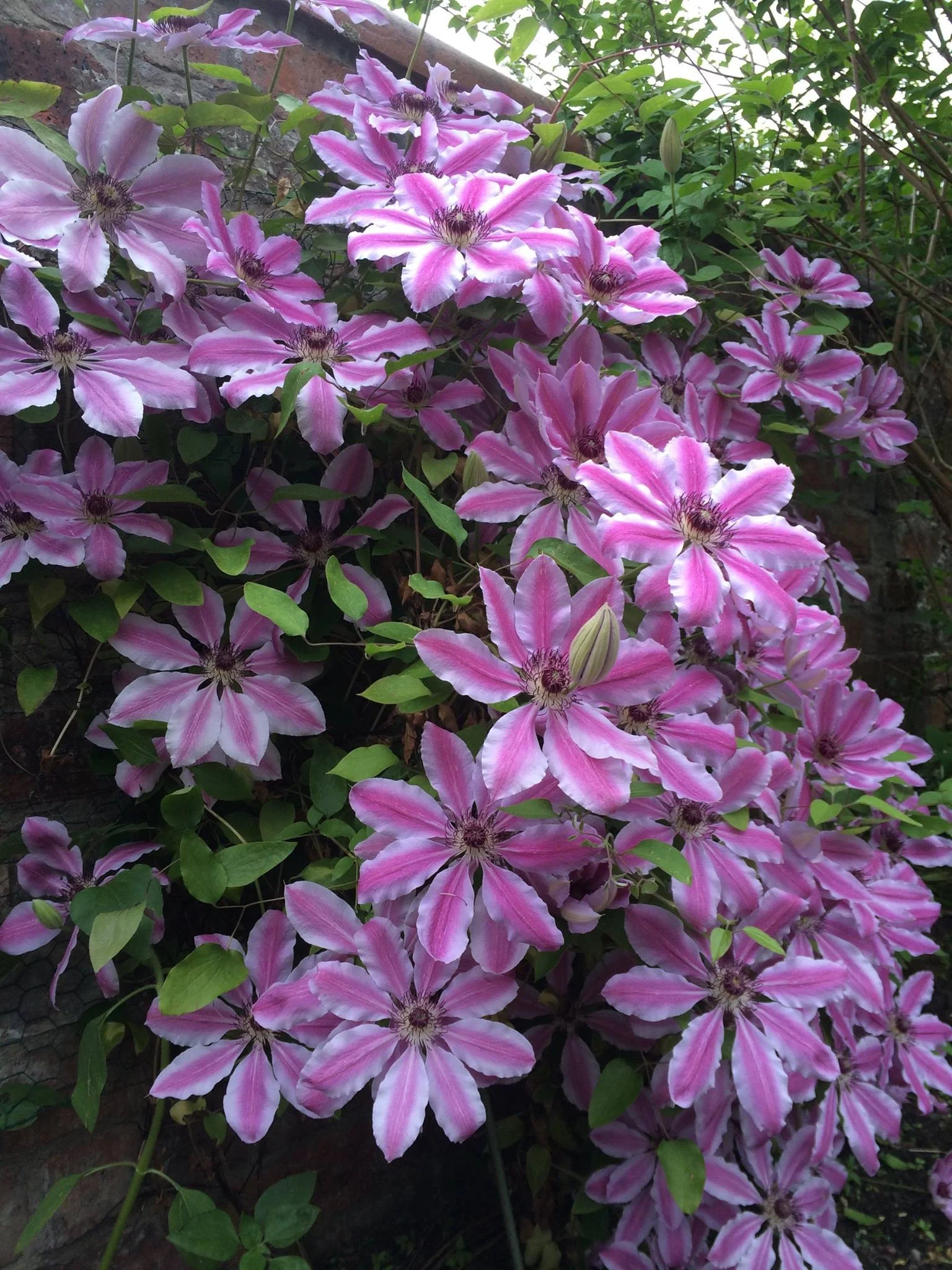 IMG_0317.jpeg