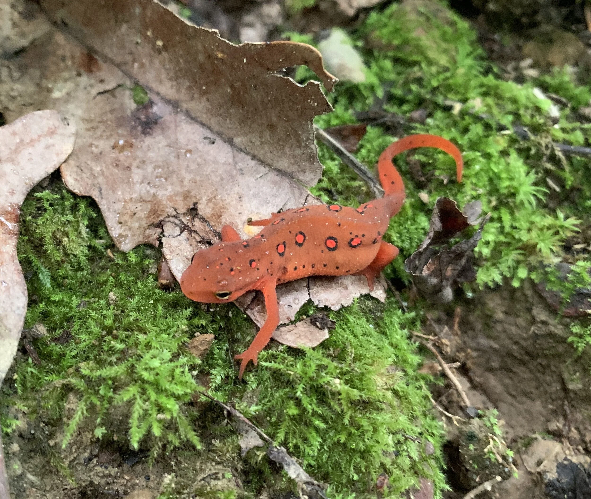  Red-spotted newt in red-eft juvenile stage (Notophthalmus viridescens) 