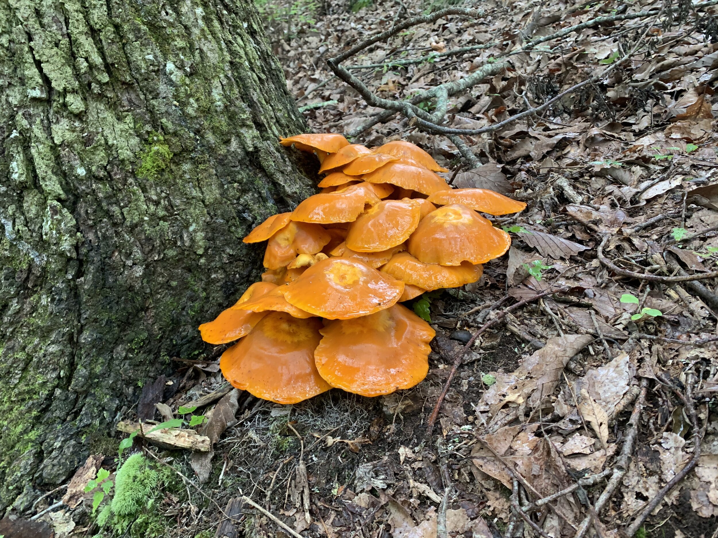  Eastern jack-o'-lantern mushroom (Omphalotus illudens) 