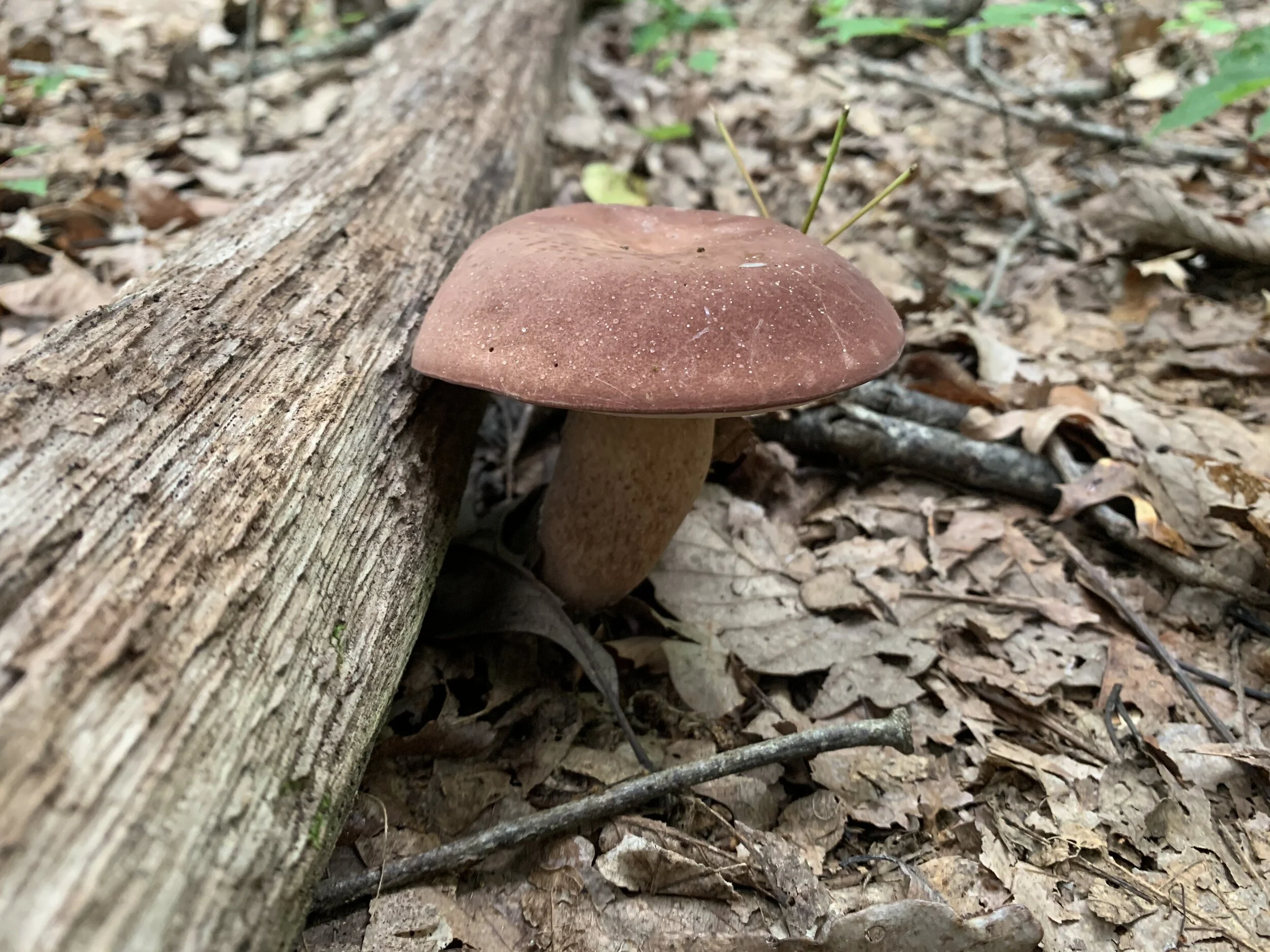  Reddish brown bitter bolete (Tylopilus rubrobrunneus) 