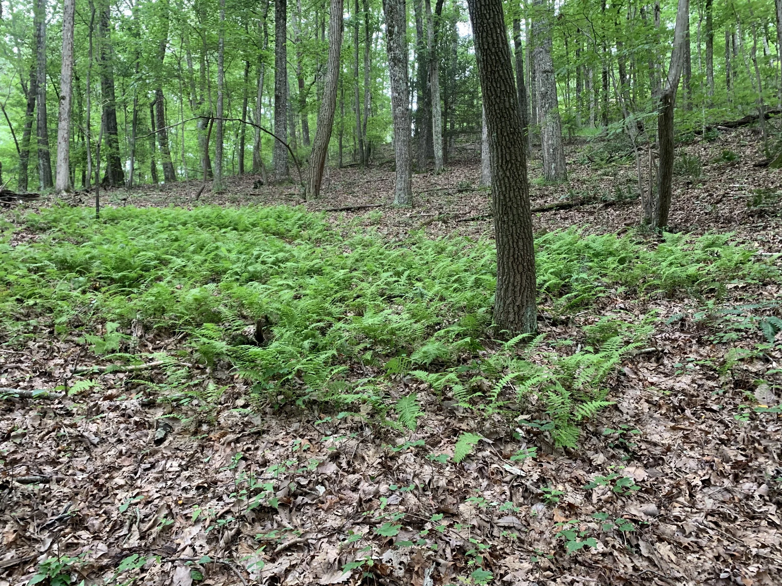  New York Fern (Parathelypteris noveboracensis) 