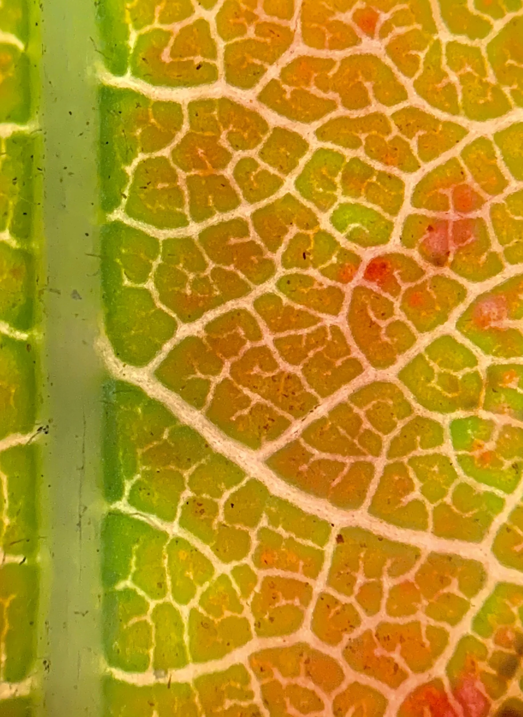 A fall leaf showing chlorophyll beginning to fade while the carotenoid and anthocyanin pigments are appearing at 20x