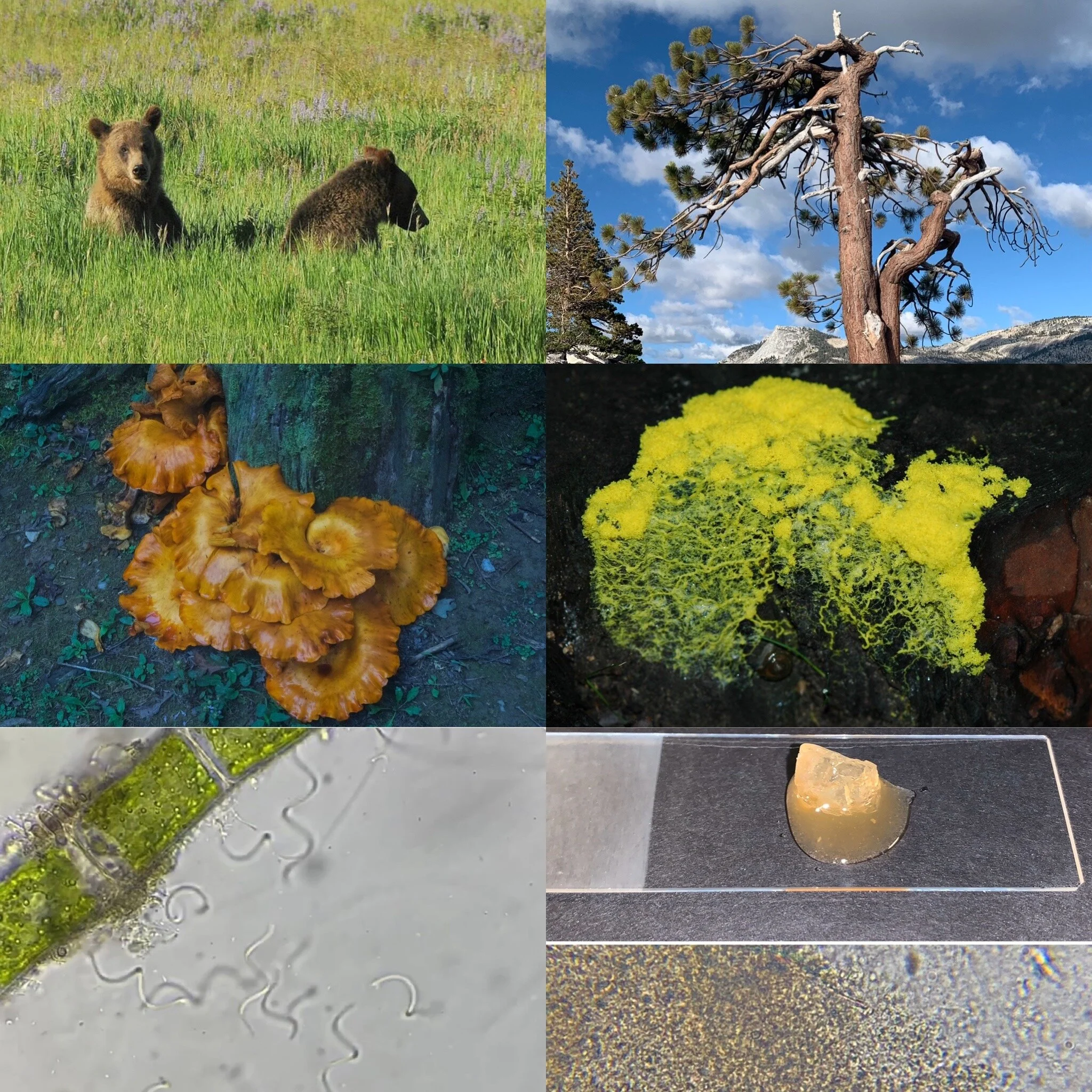 The 6 Kingdoms of Life