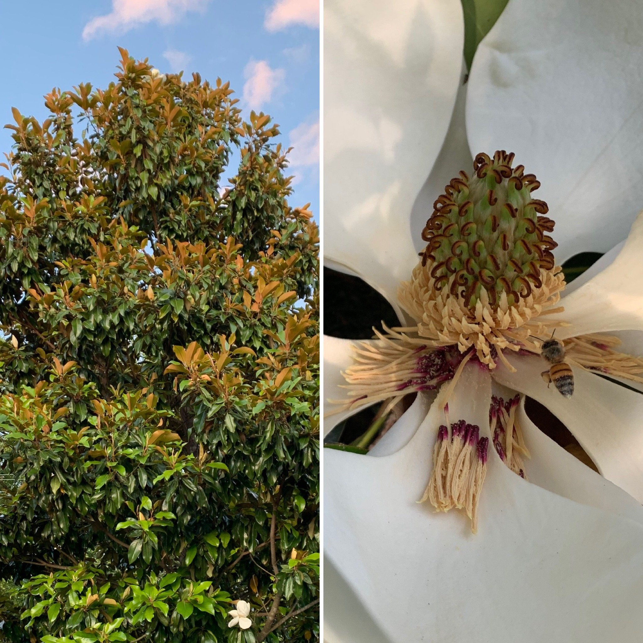 Southern Magnolia (Magnolia grandiflora)