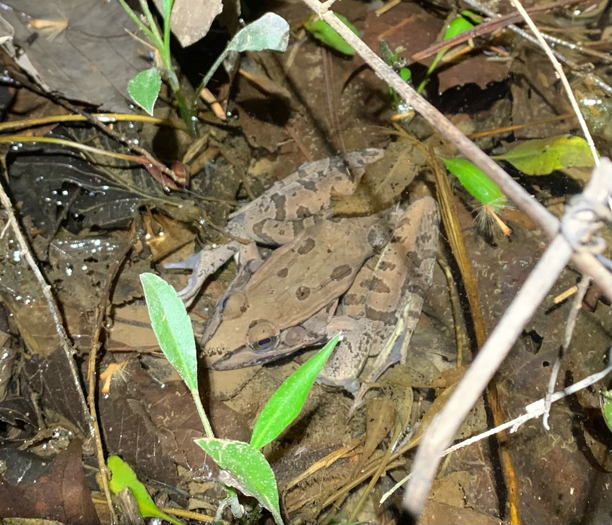 Southern Leopard Frog (Lithobates sphenocephalus)