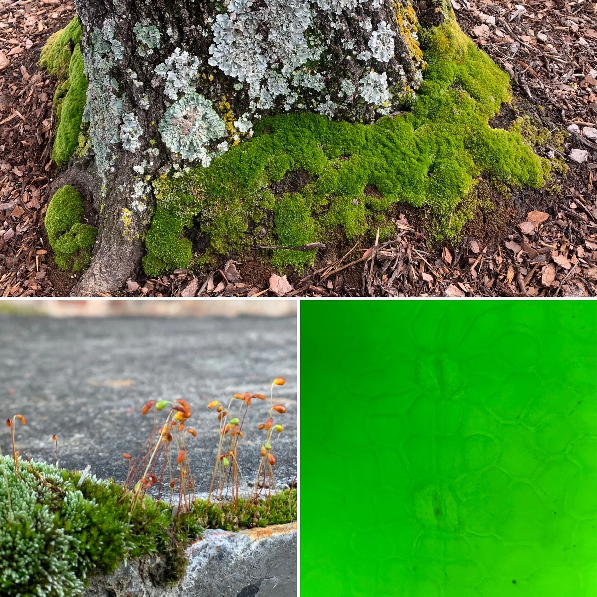 Bryum Moss (Genus Bryum) sporophytes and stomata (1x/400x)