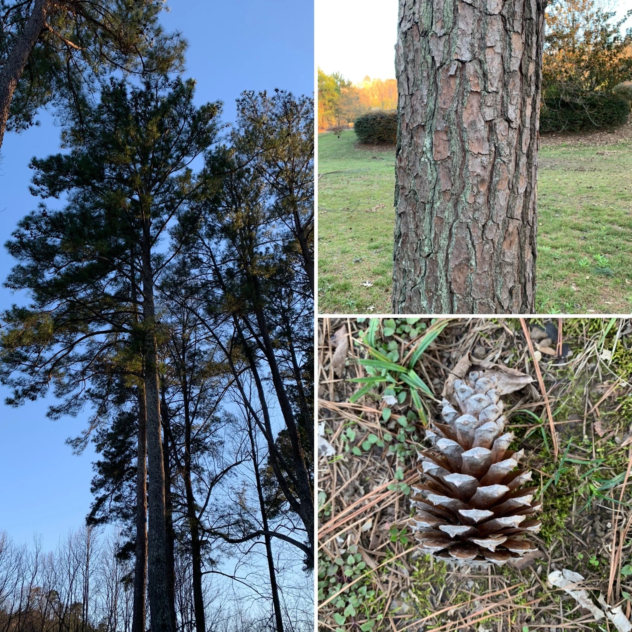 Loblolly Pine (Pinus taeda)