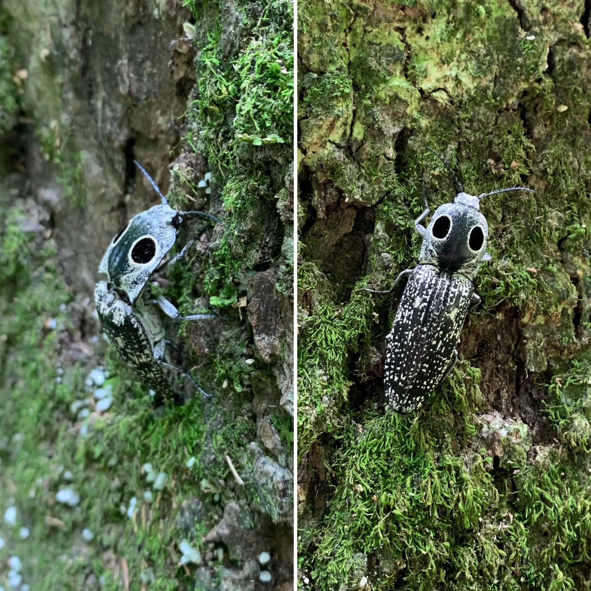 Eastern Eyed Click Beetle (Alaus oculatus)