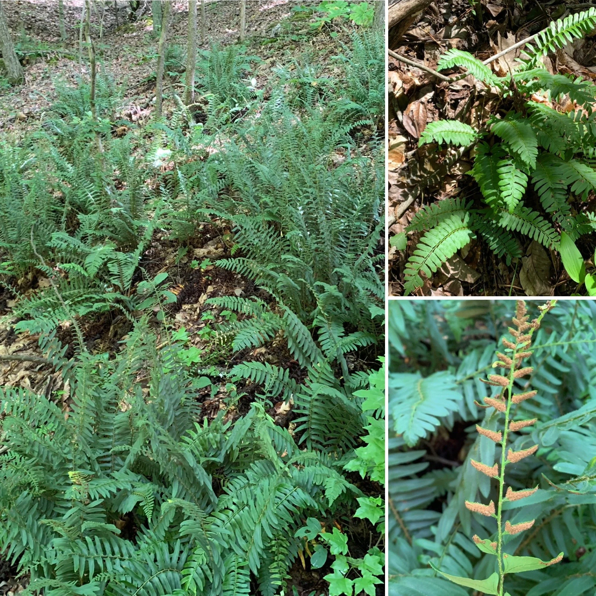 Christmas Fern (Polystichum acrostichoides)