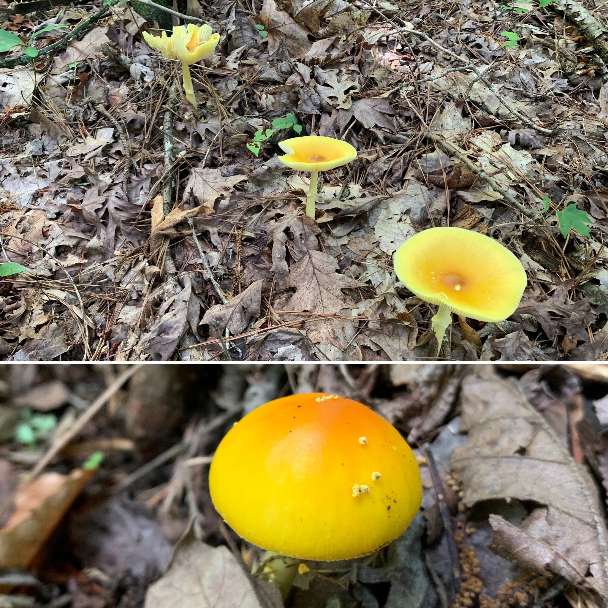 Yellow Patches (Amanita flavoconia)