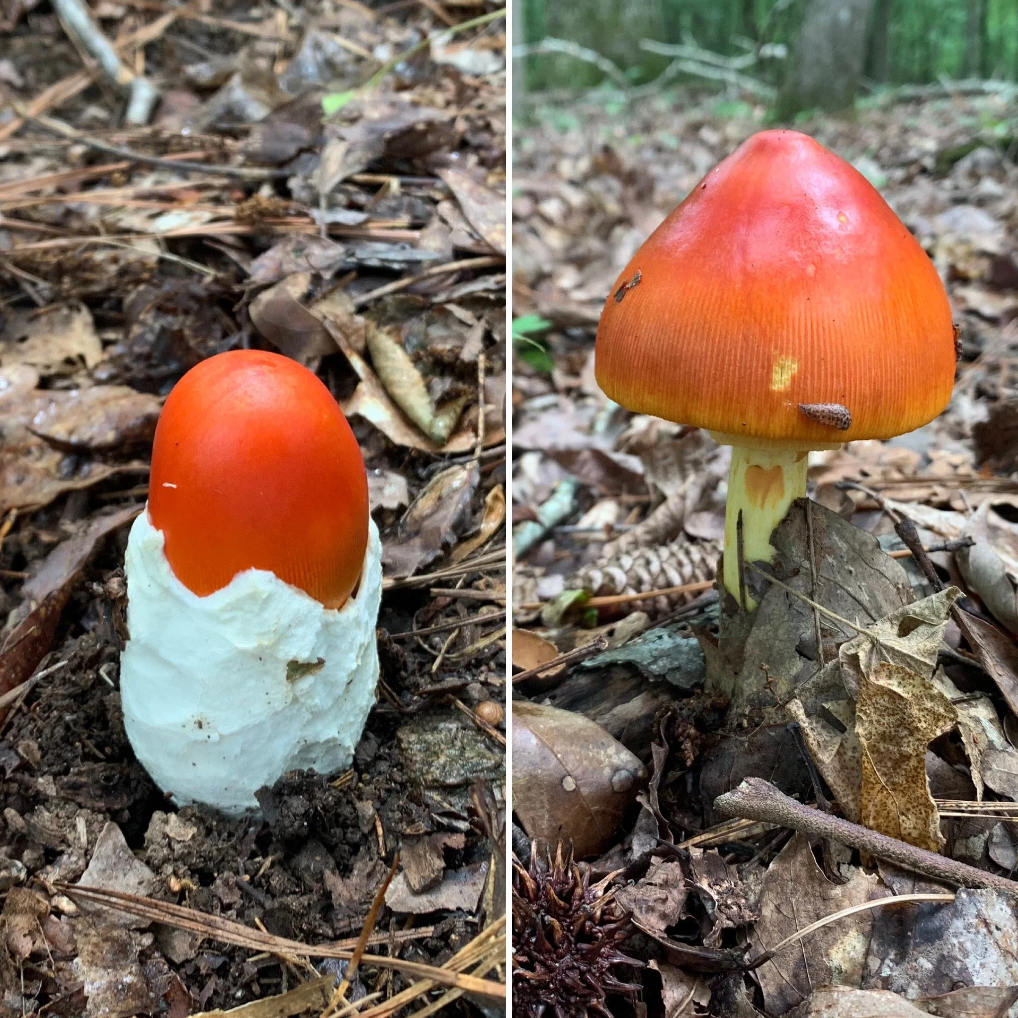 Jackson’s Slender Caesar (Amanita jacksonii)
