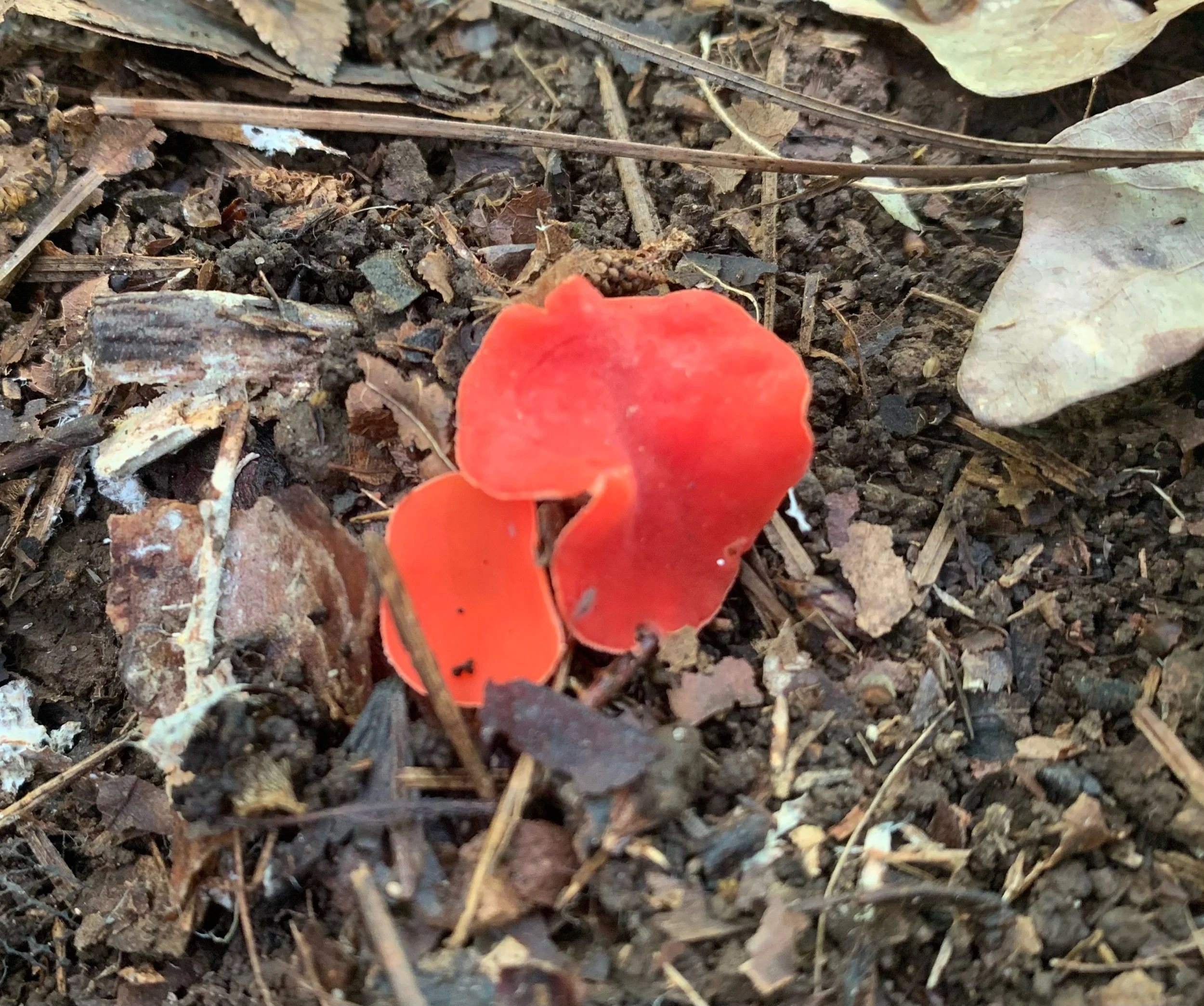 Stalked Scarlet Cup (Sarcoscypha occidentalis)