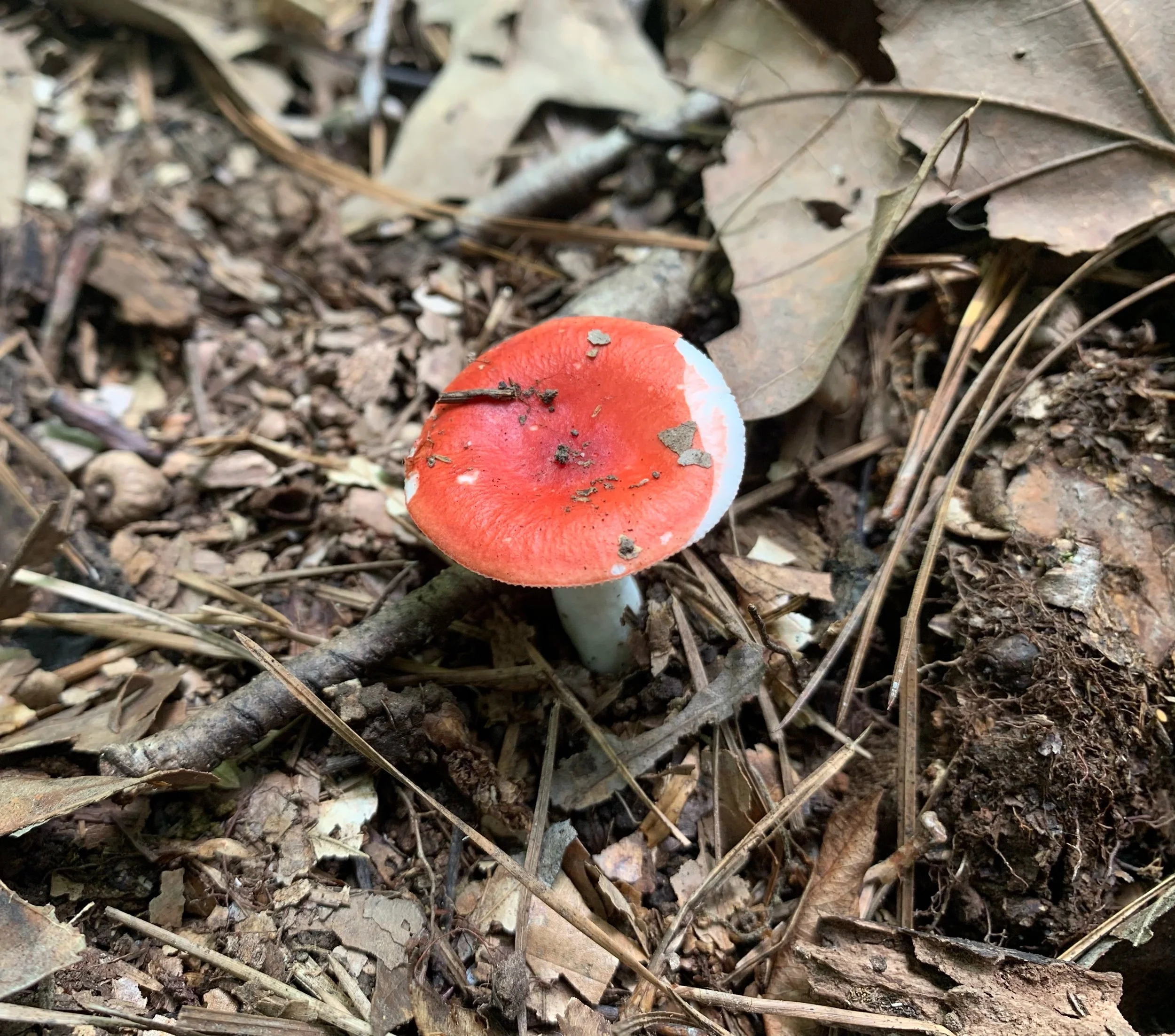 Creamy Russula (Russula cremoricolor)
