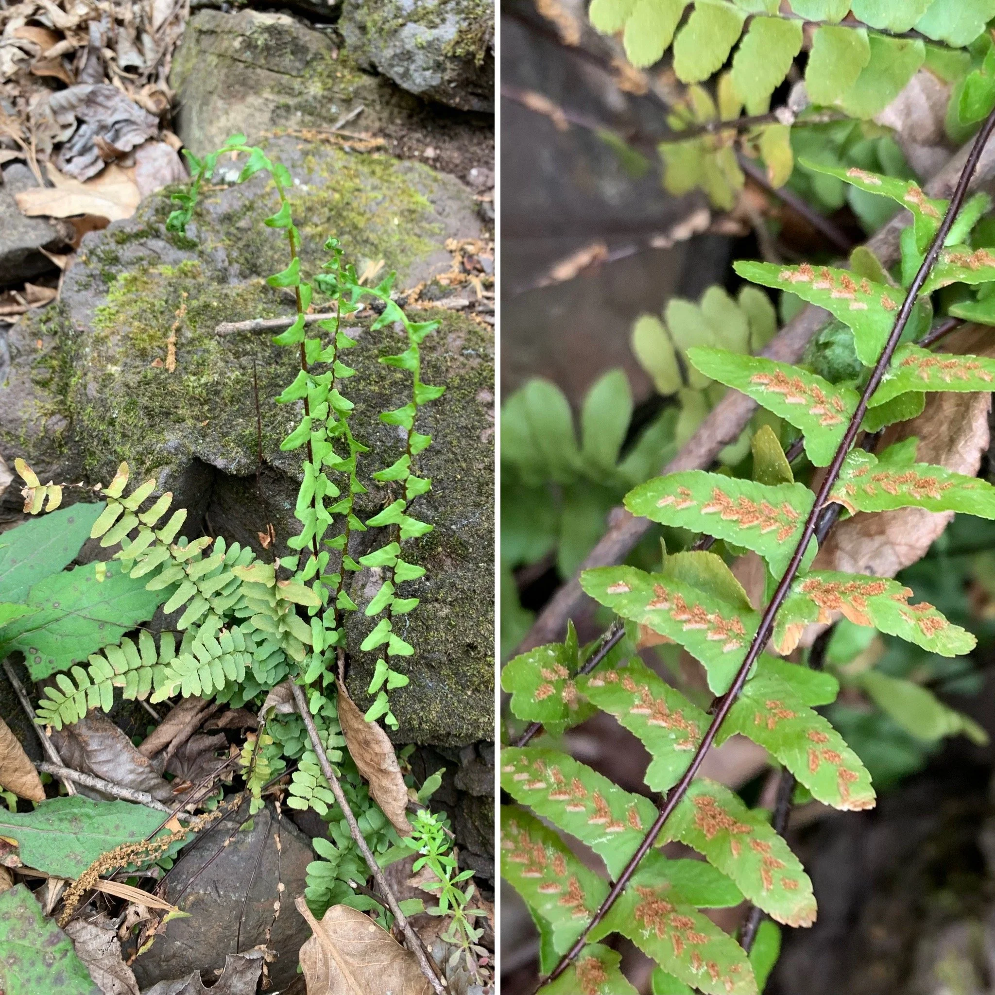 Ebony Spleenwort (Asplenium platyneuron)